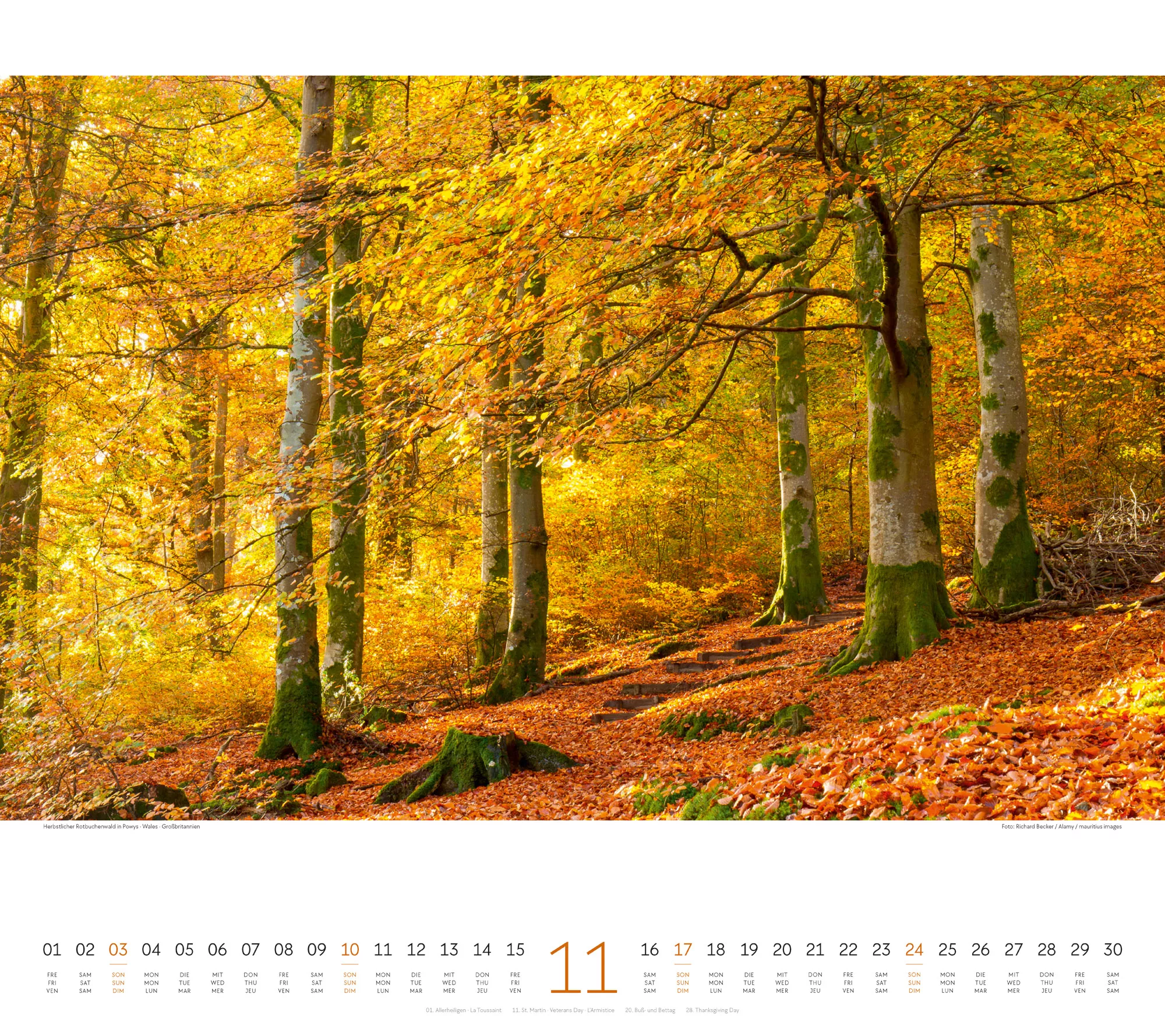 Ackermann Kalender Wald 2024 - Innenansicht 11
