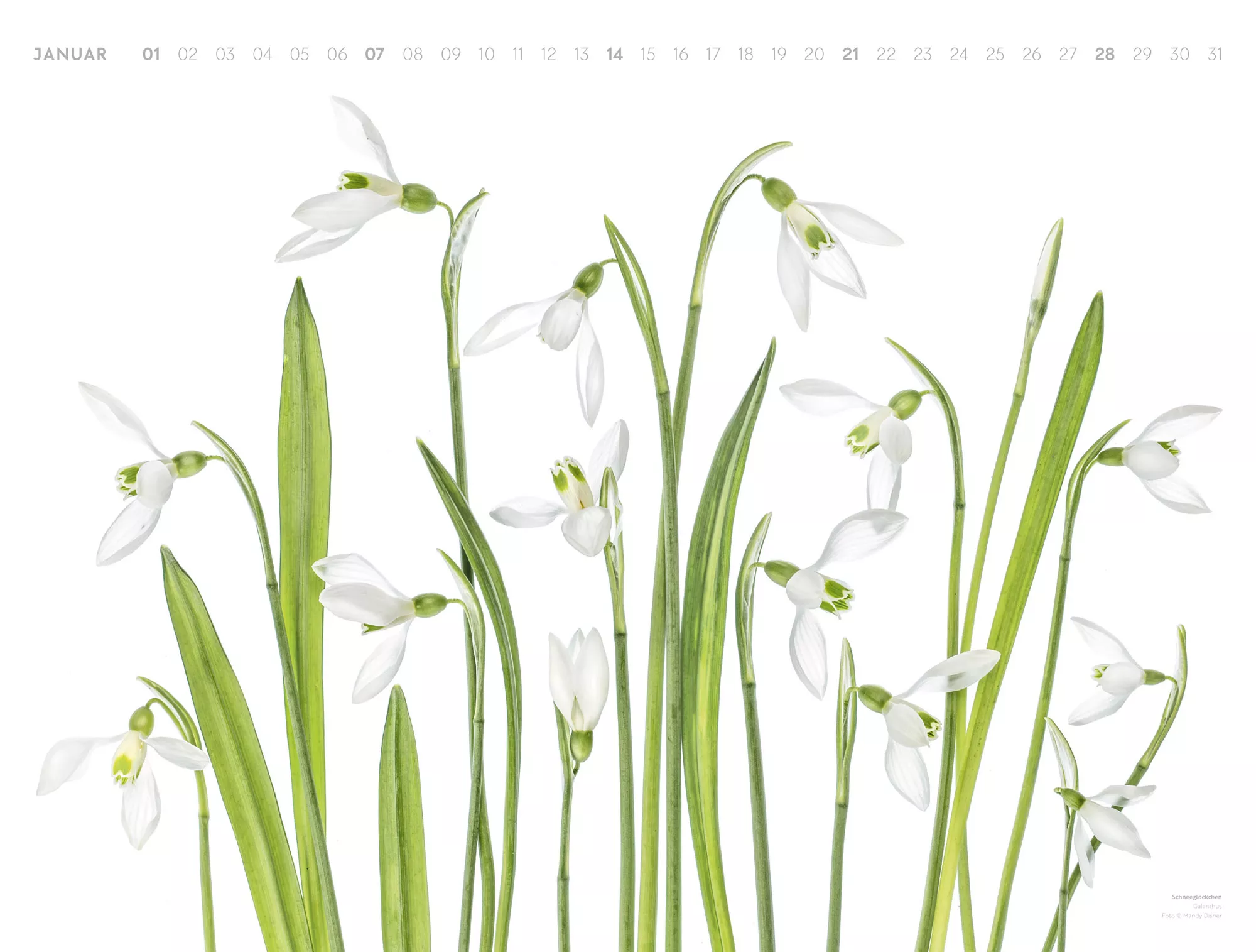 Ackermann Kalender Flowers – Mandy Disher 2024 - Innenansicht 01