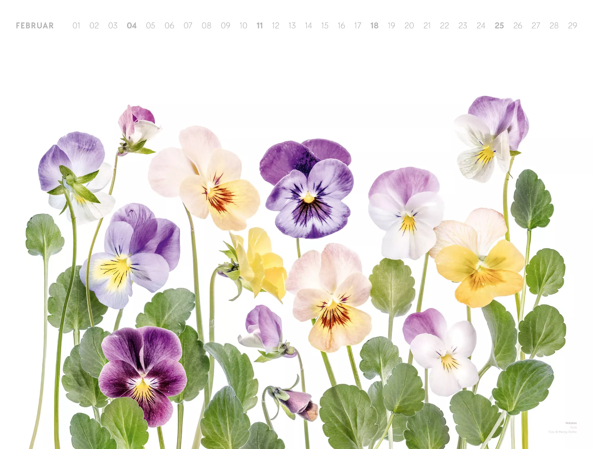 Ackermann Kalender Flowers – Mandy Disher 2024 - Innenansicht 02