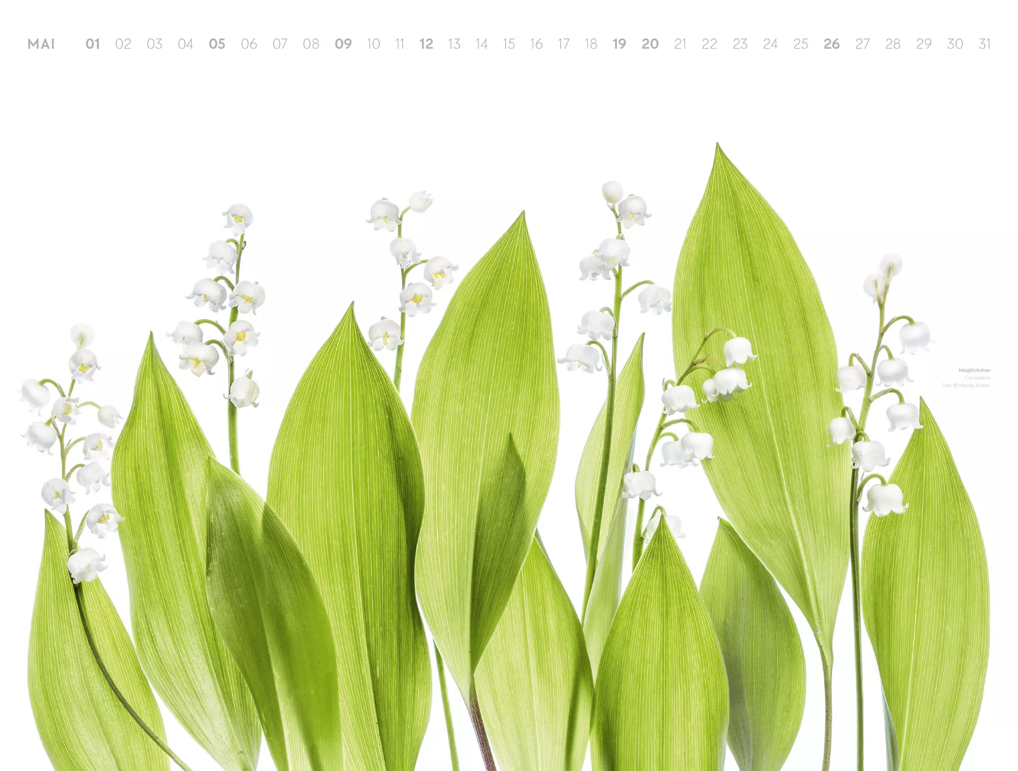 Ackermann Kalender Flowers – Mandy Disher 2024 - Innenansicht 05