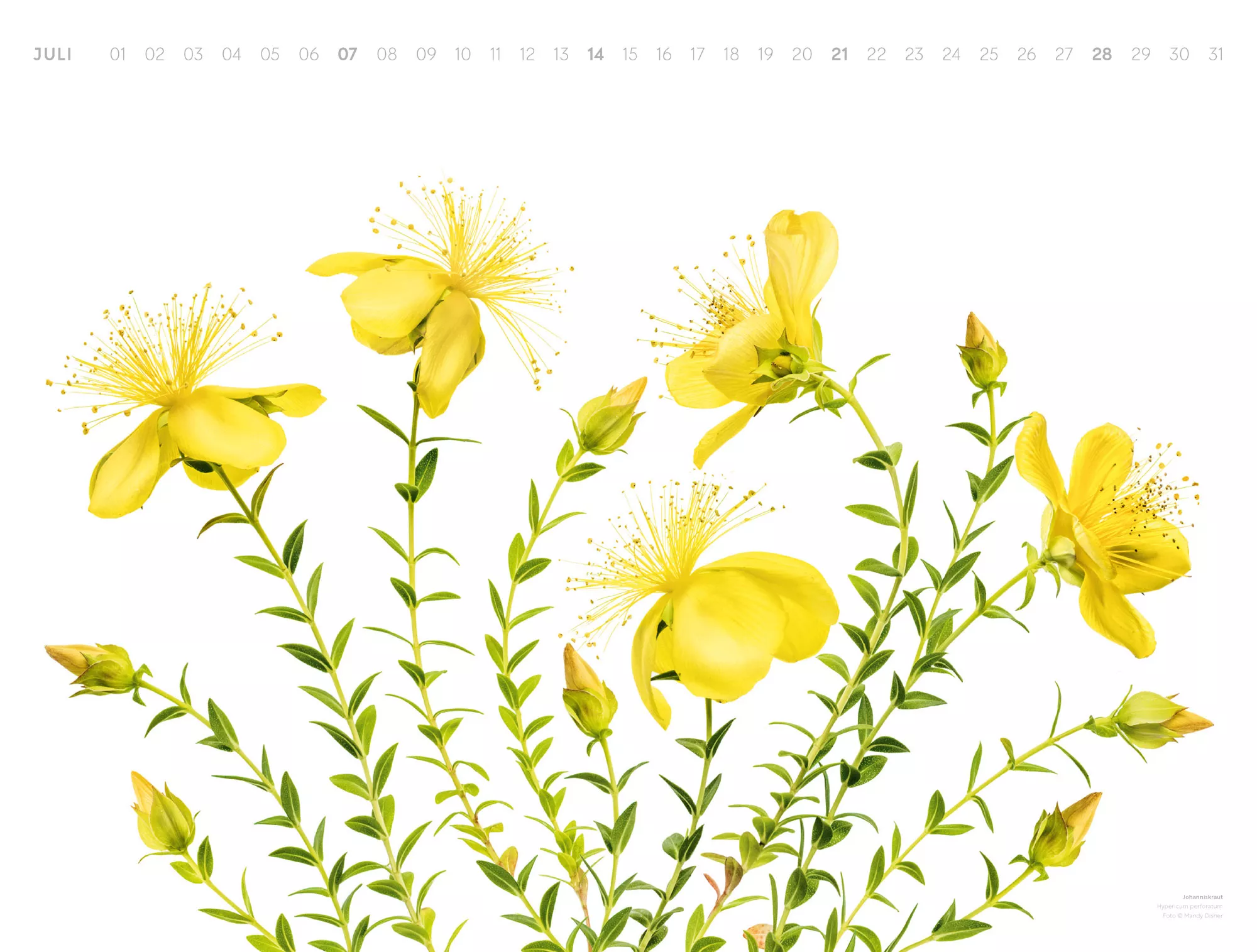 Ackermann Kalender Flowers – Mandy Disher 2024 - Innenansicht 07