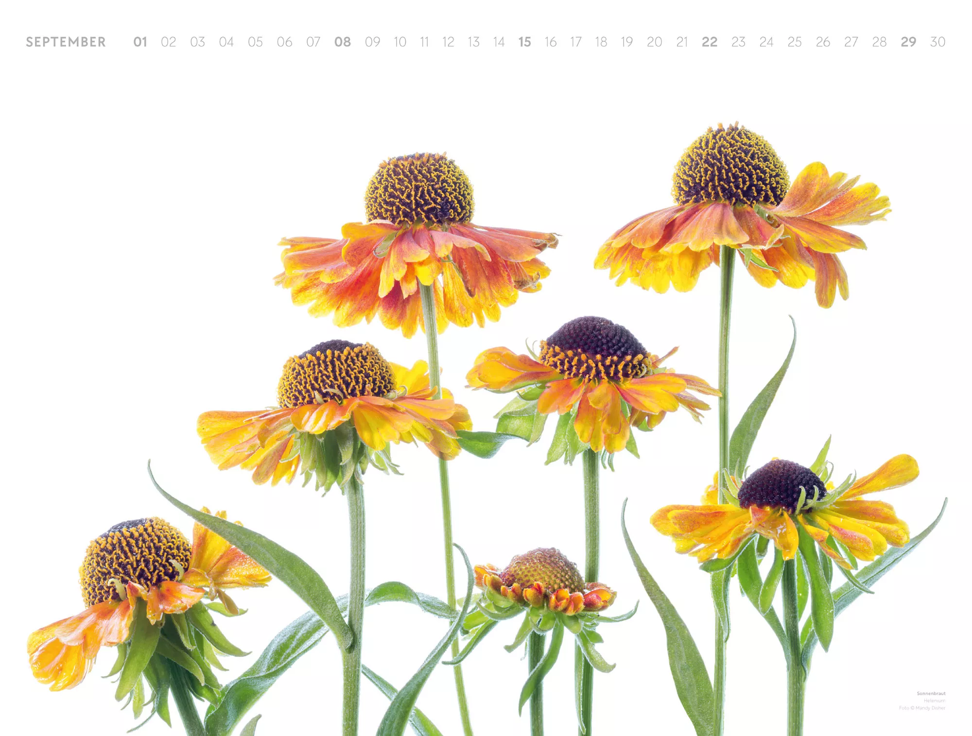 Ackermann Kalender Flowers – Mandy Disher 2024 - Innenansicht 09