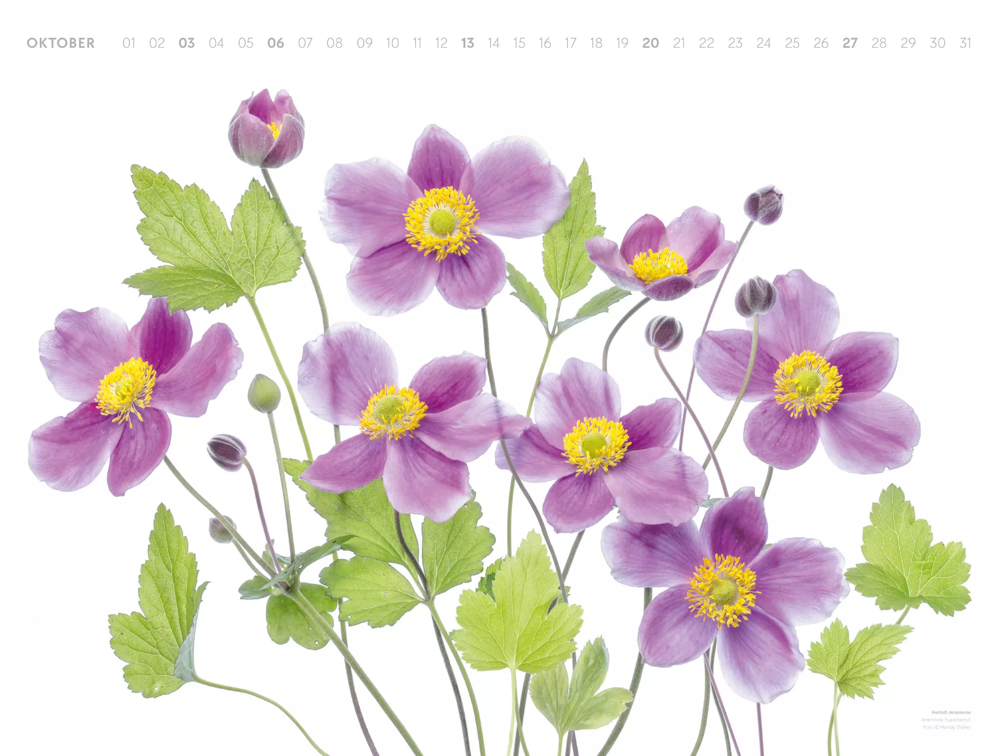 Ackermann Kalender Flowers – Mandy Disher 2024 - Innenansicht 10