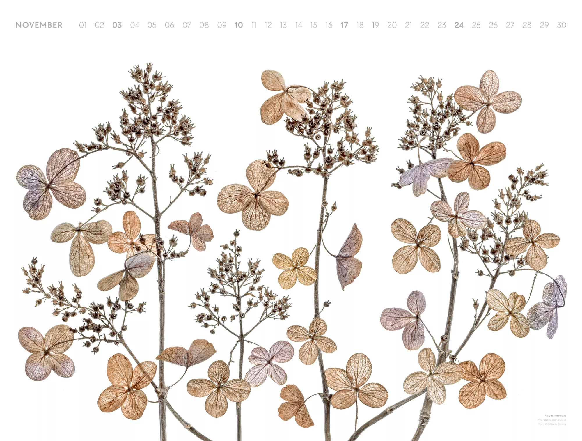 Ackermann Kalender Flowers – Mandy Disher 2024 - Innenansicht 11