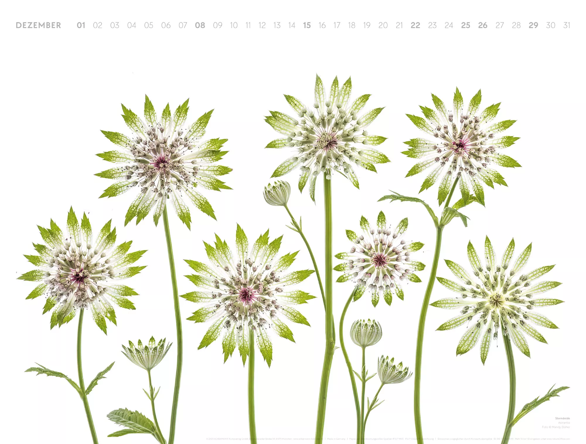 Ackermann Kalender Flowers – Mandy Disher 2024 - Innenansicht 12