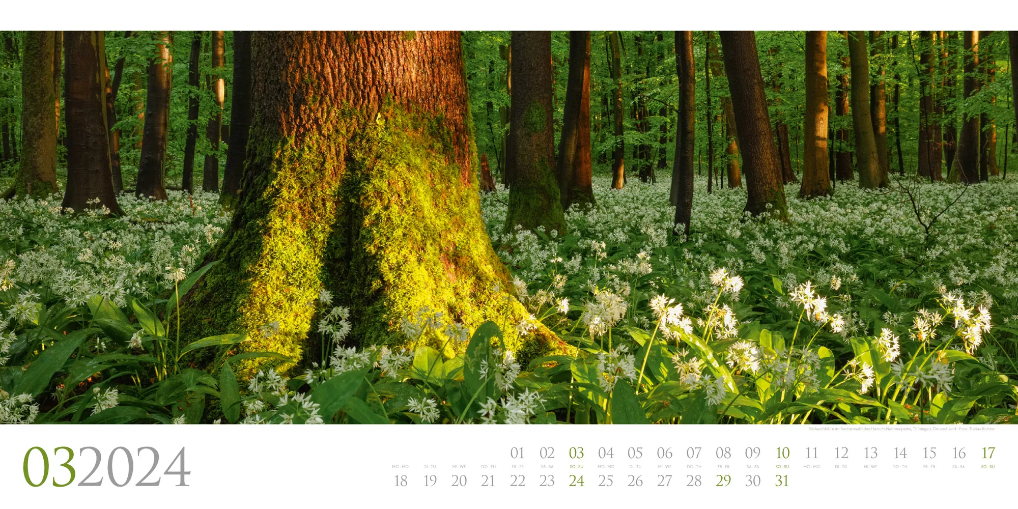 Ackermann Kalender Wilde Wälder 2024 - Innenansicht 03