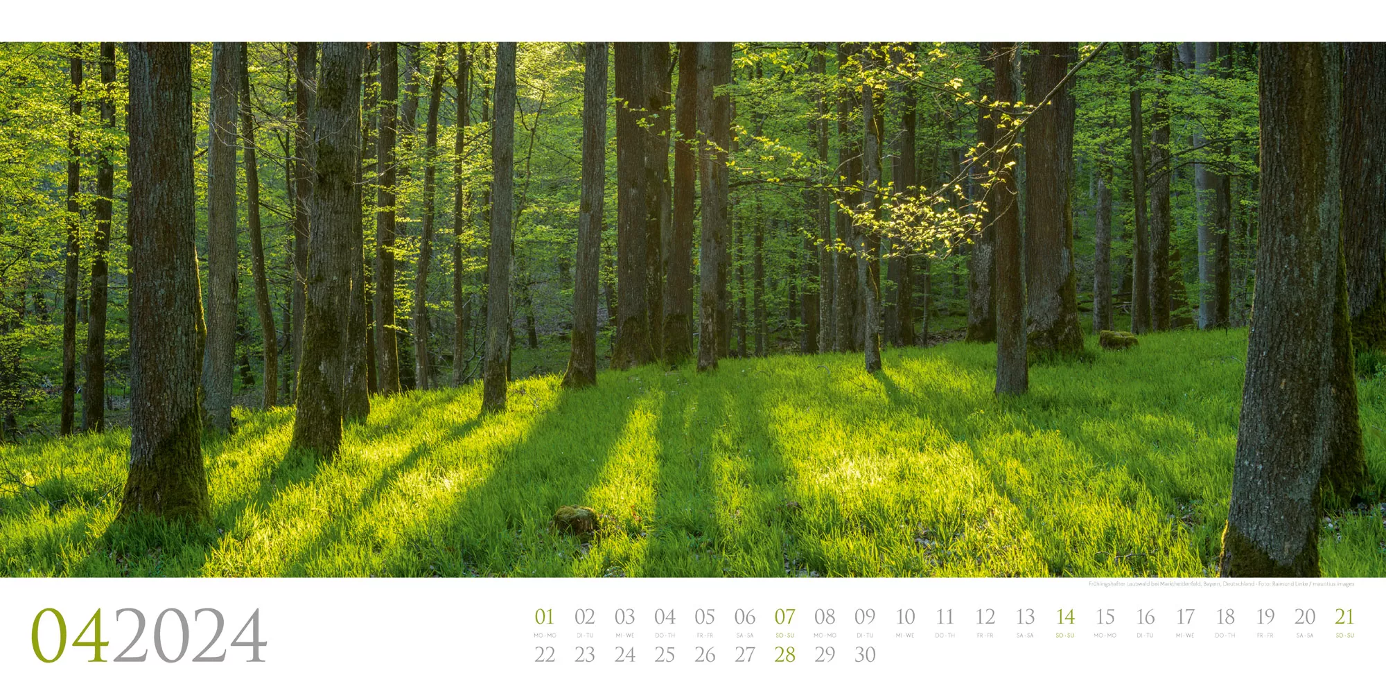 Ackermann Kalender Wilde Wälder 2024 - Innenansicht 04