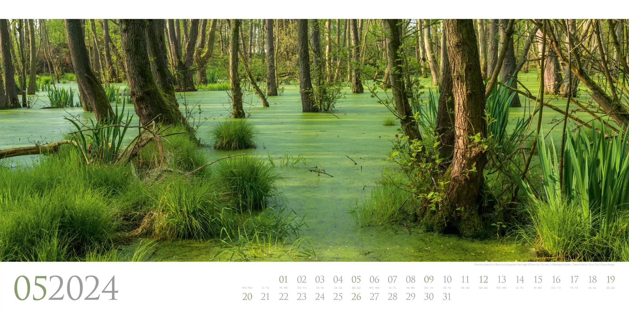 Ackermann Kalender Wilde Wälder 2024 - Innenansicht 05