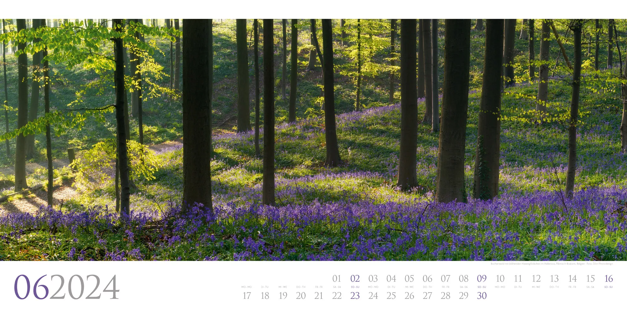Ackermann Kalender Wilde Wälder 2024 - Innenansicht 06
