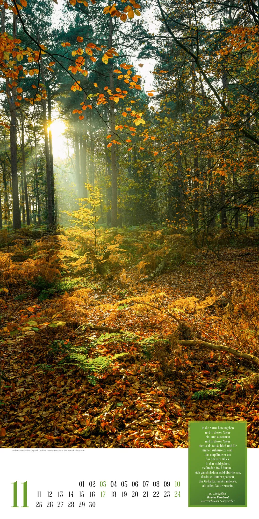 Ackermann Kalender Mythos Wald 2024 - Innenansicht 11