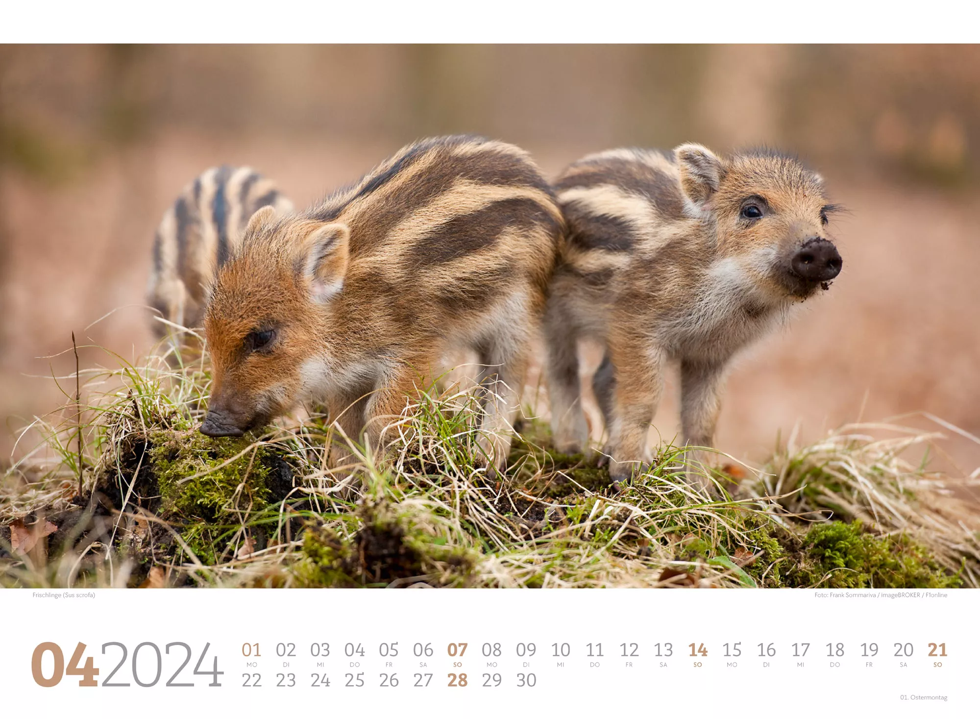 Ackermann Kalender Tierwelt Wald 2024 - Innenansicht 04