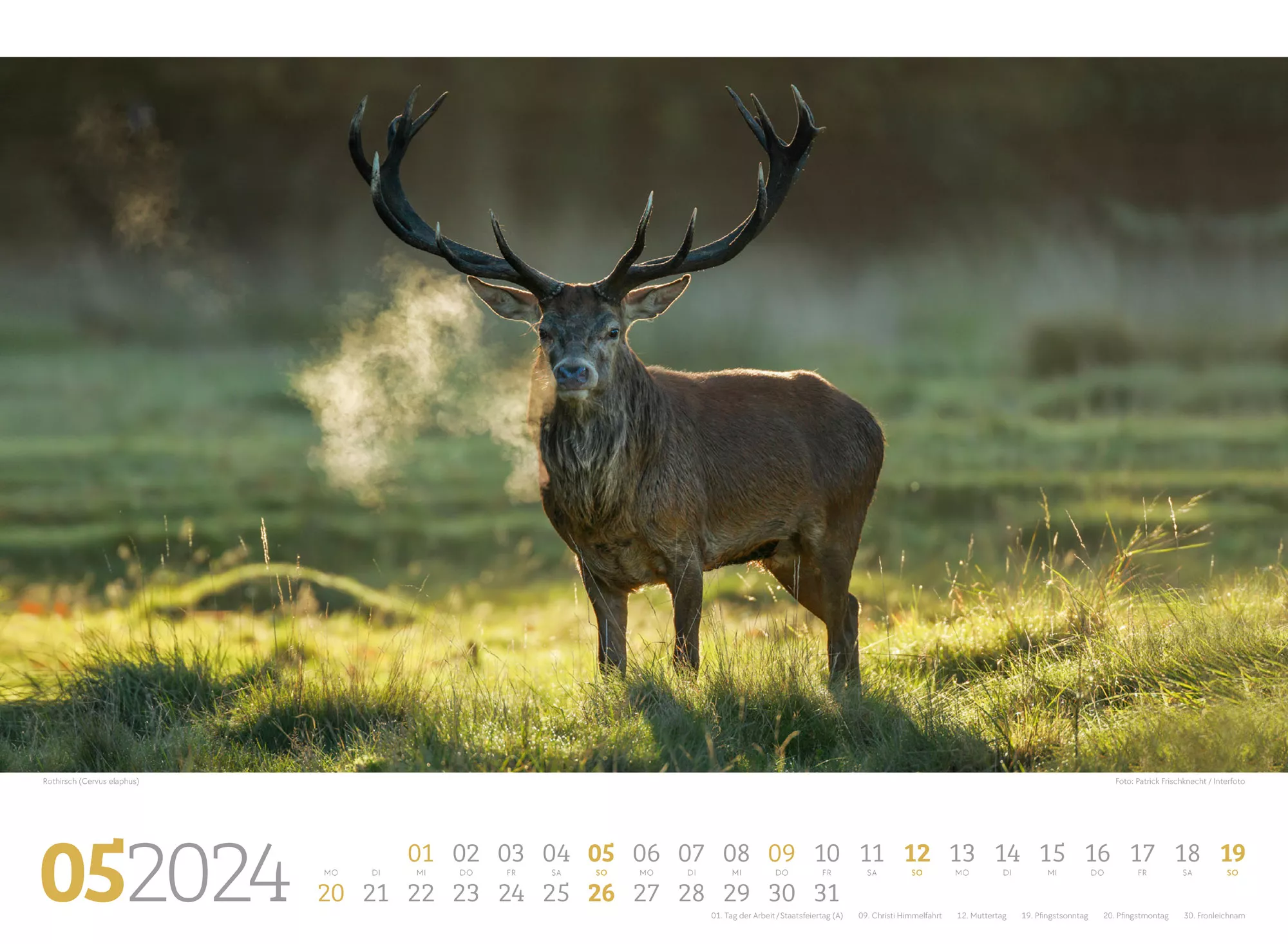Ackermann Kalender Tierwelt Wald 2024 - Innenansicht 05