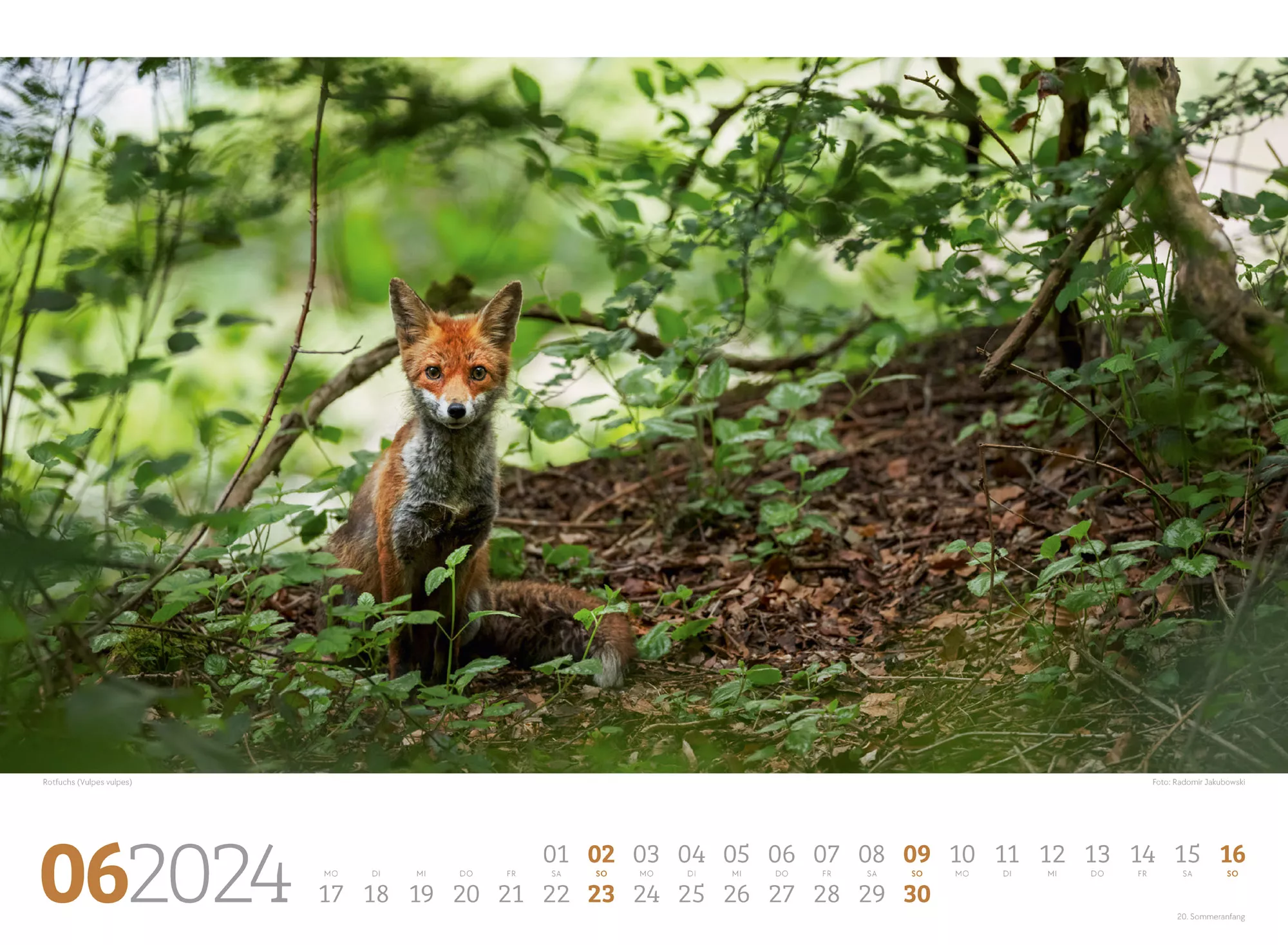 Ackermann Kalender Tierwelt Wald 2024 - Innenansicht 06
