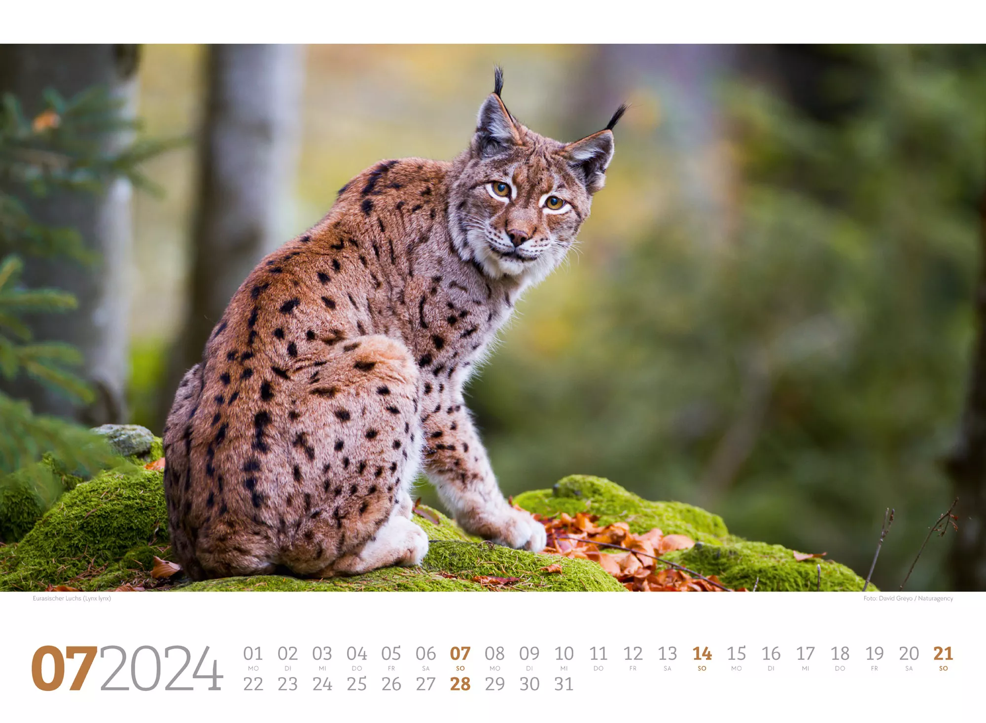 Ackermann Kalender Tierwelt Wald 2024 - Innenansicht 07