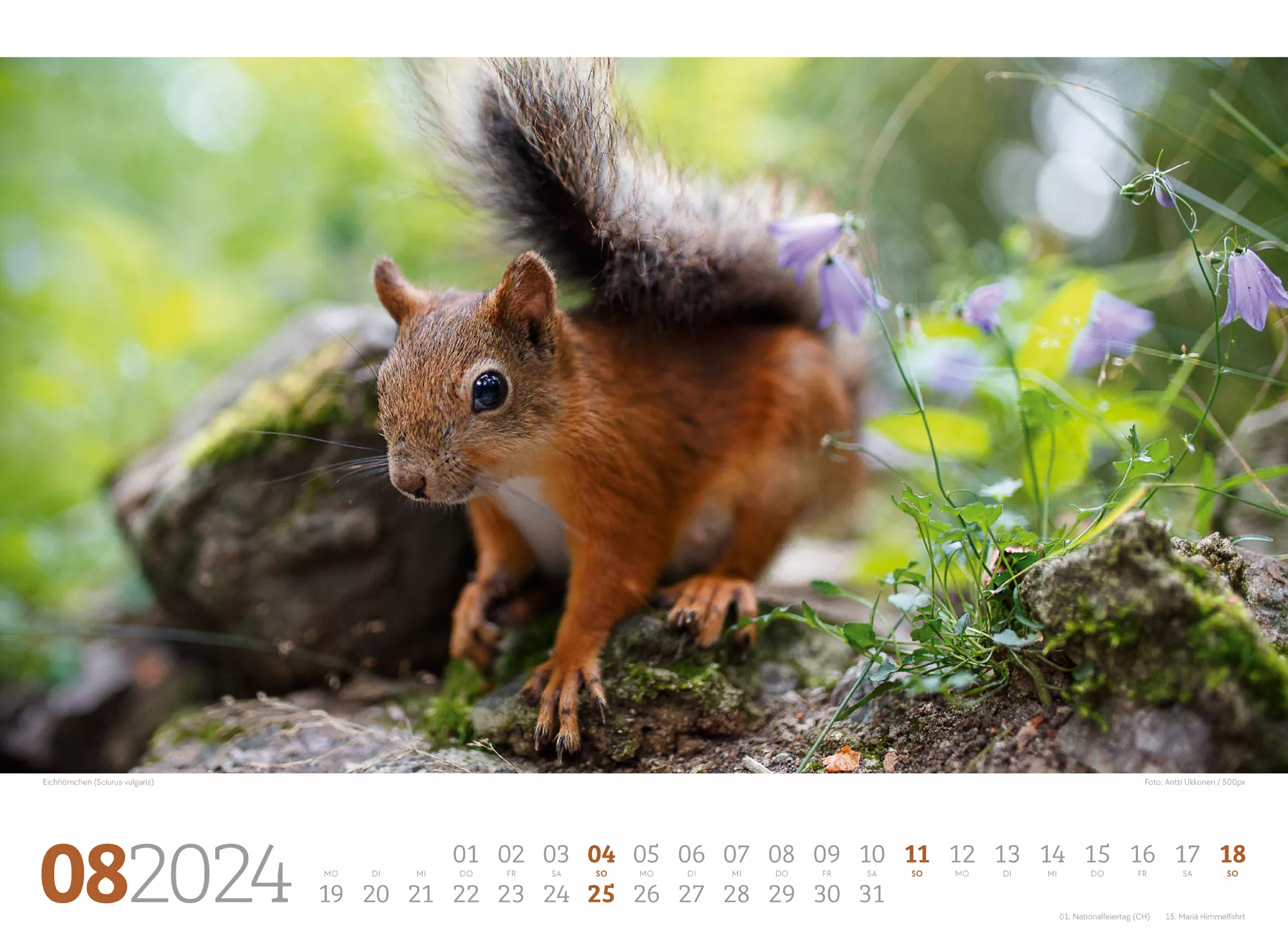 Ackermann Kalender Tierwelt Wald 2024 - Innenansicht 08