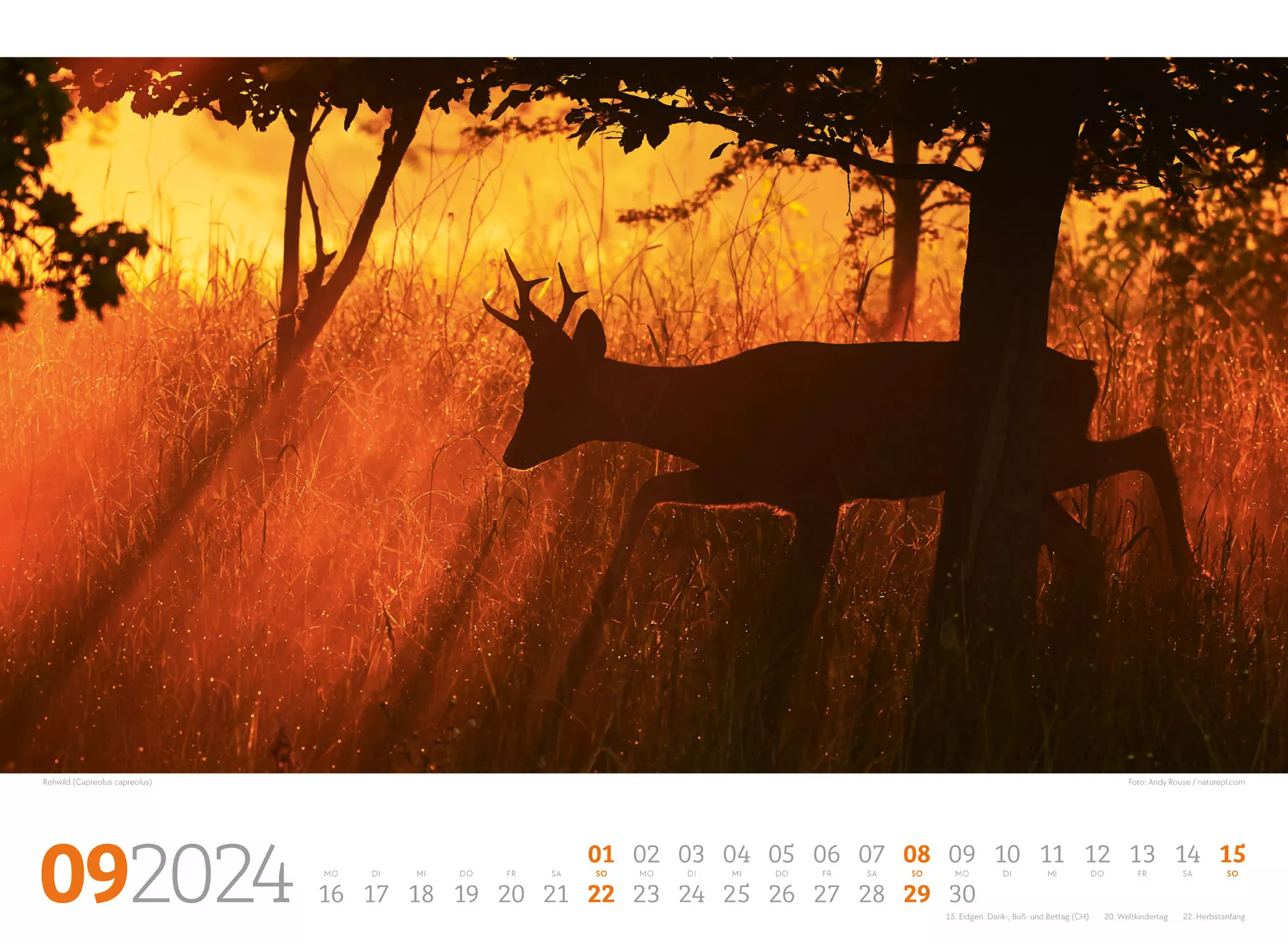 Ackermann Kalender Tierwelt Wald 2024 - Innenansicht 09