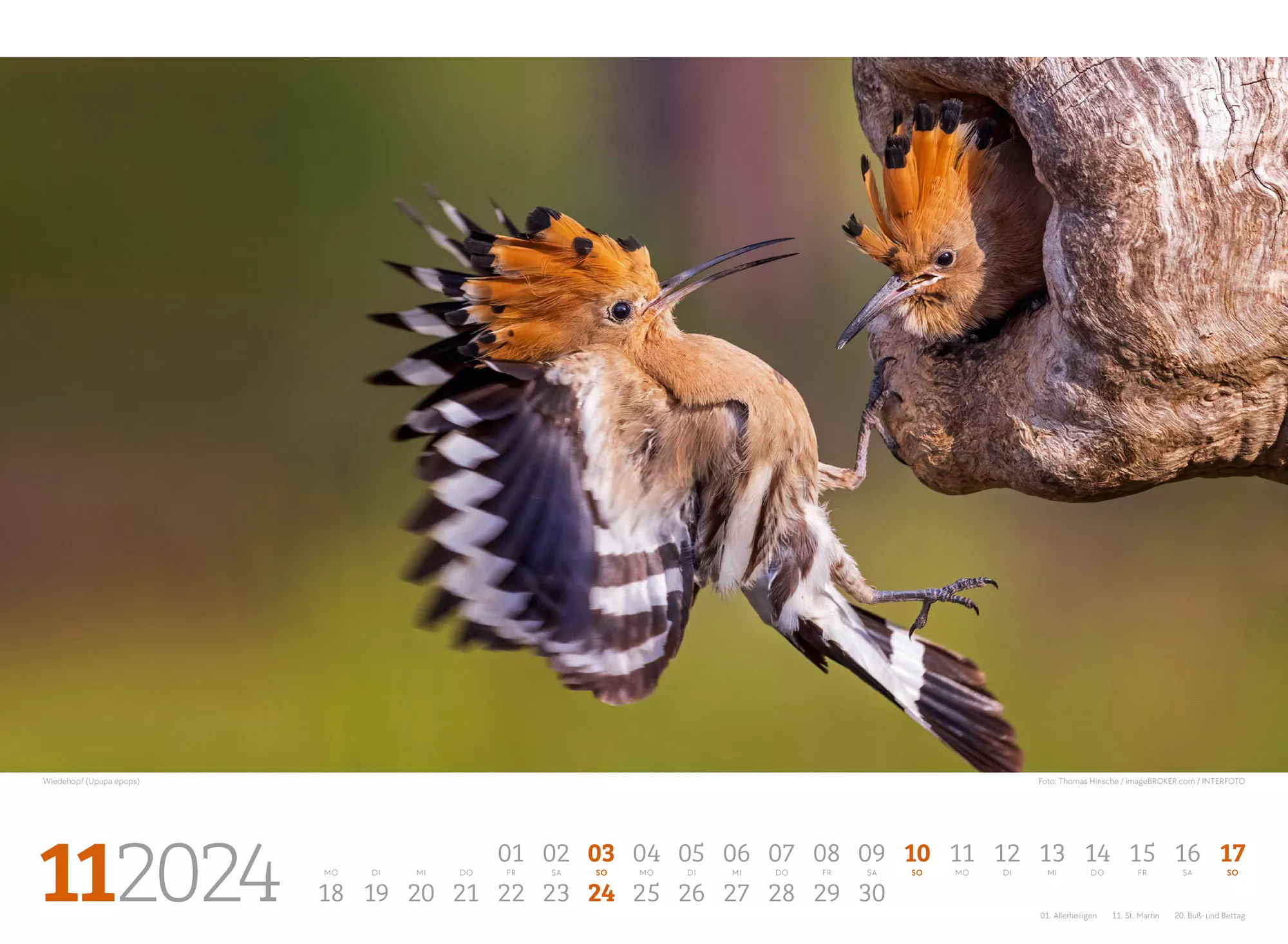 Ackermann Kalender Tierwelt Wald 2024 - Innenansicht 11