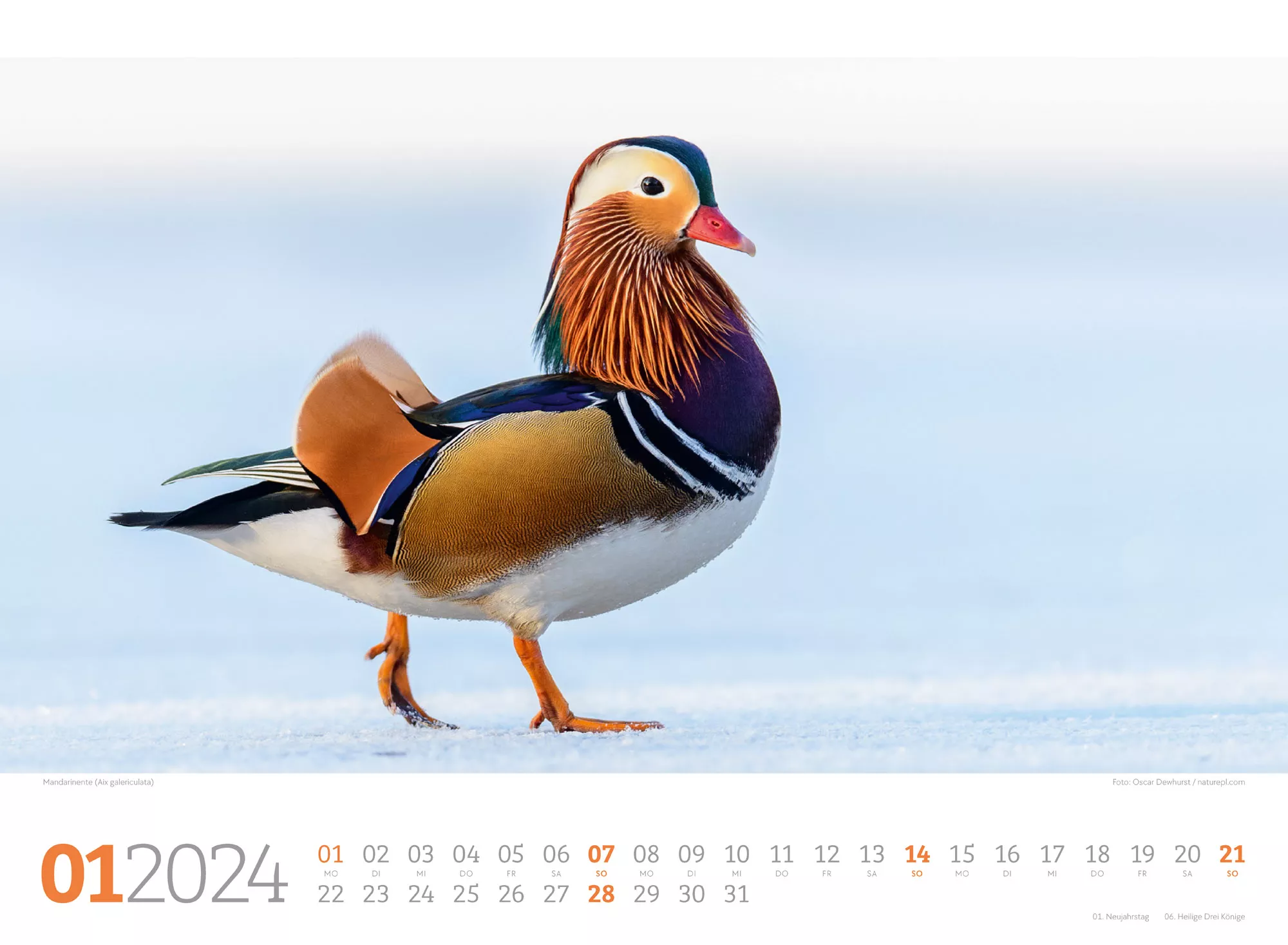 Ackermann Kalender Unsere Vogelwelt 2024 - Innenansicht 01