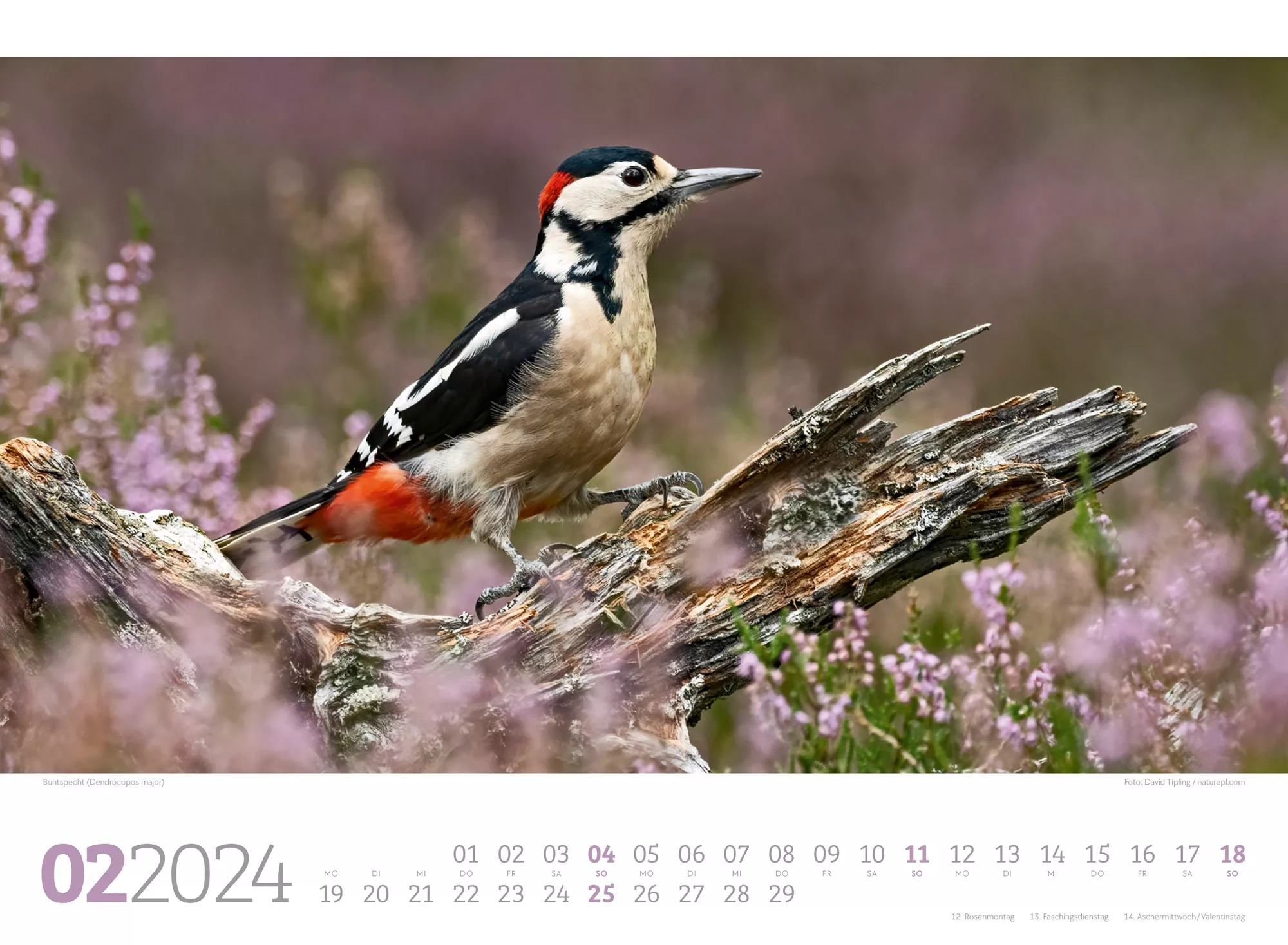 Ackermann Kalender Unsere Vogelwelt 2024 - Innenansicht 02