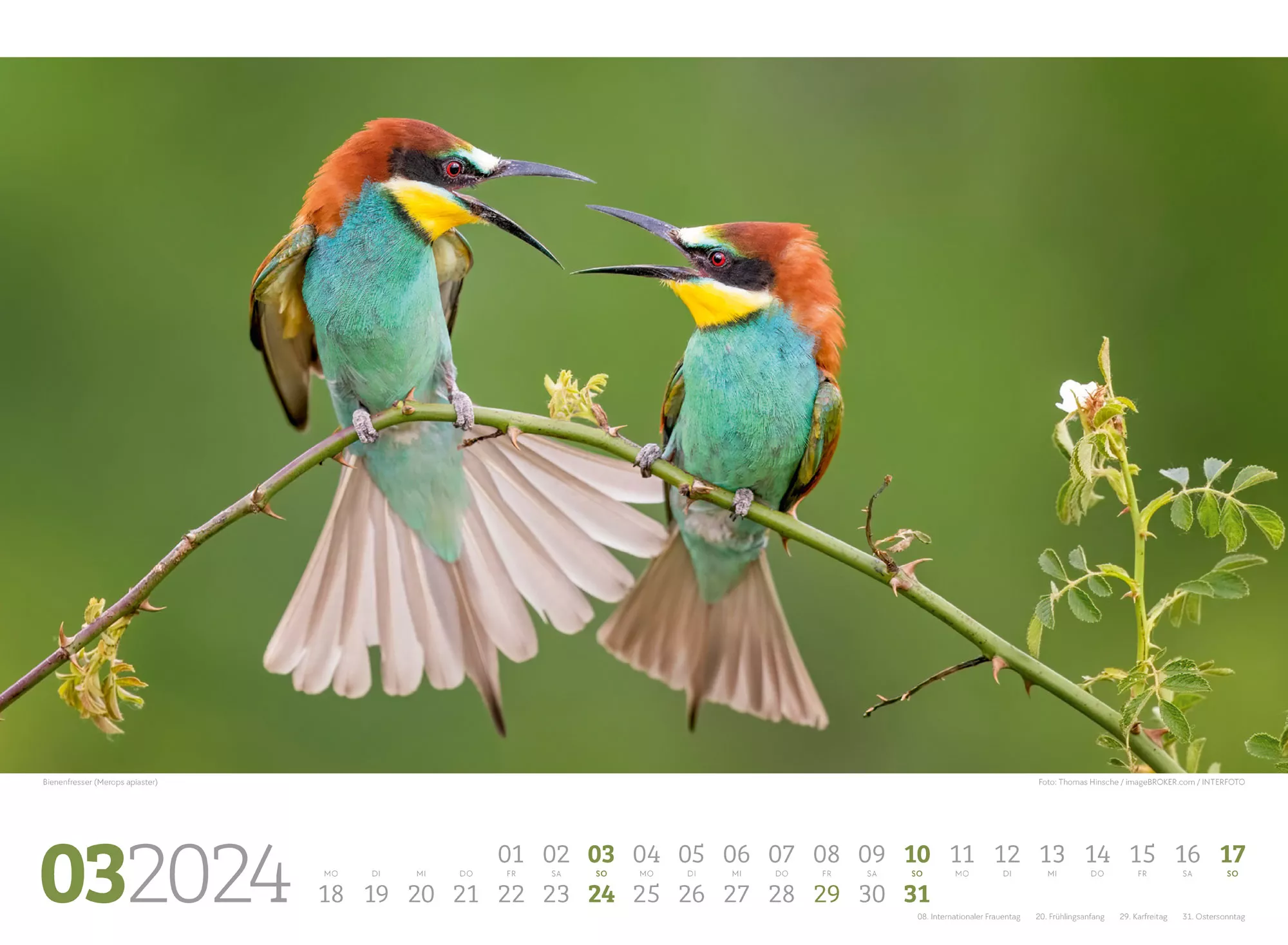 Ackermann Kalender Unsere Vogelwelt 2024 - Innenansicht 03