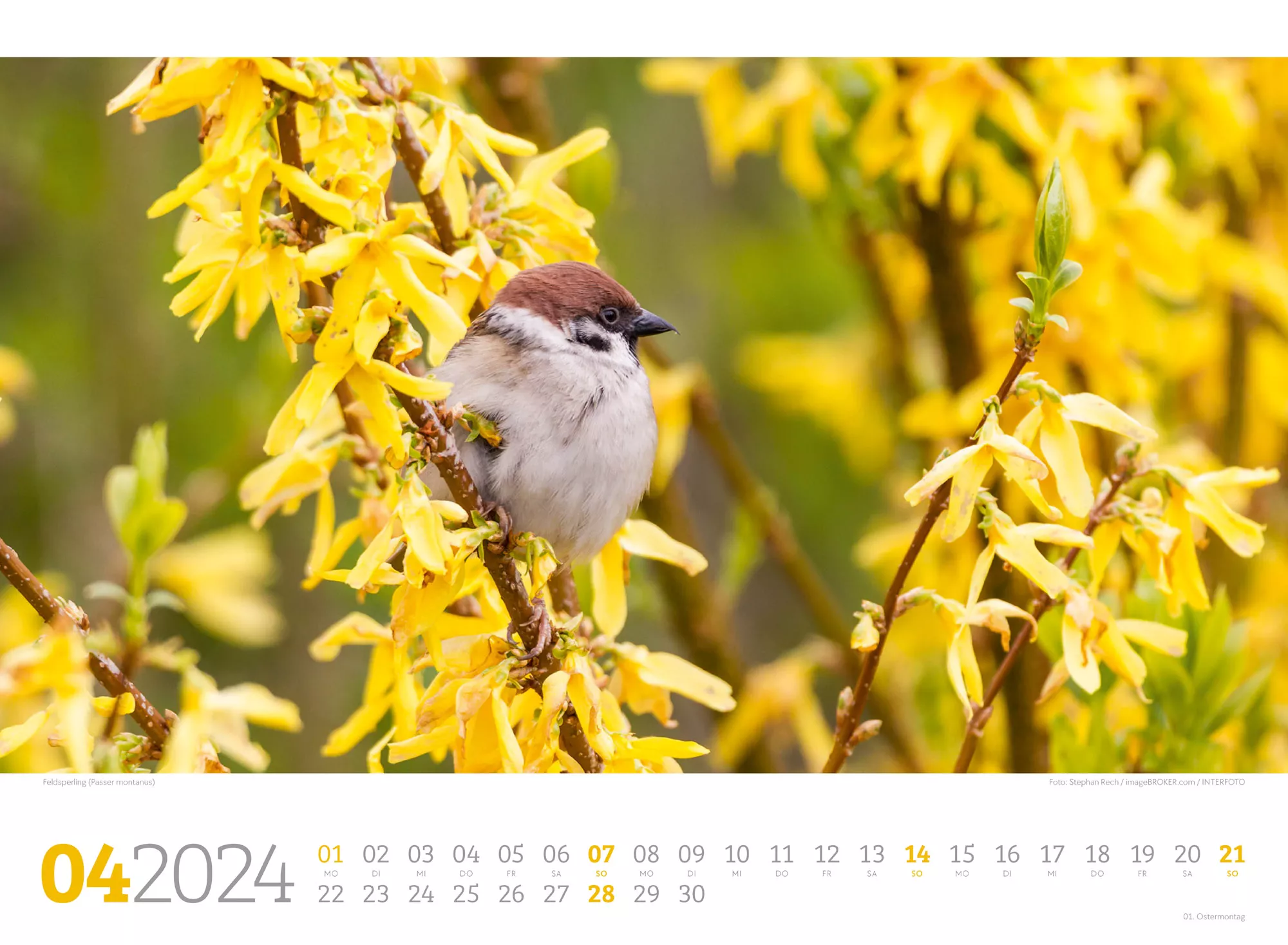 Ackermann Kalender Unsere Vogelwelt 2024 - Innenansicht 04