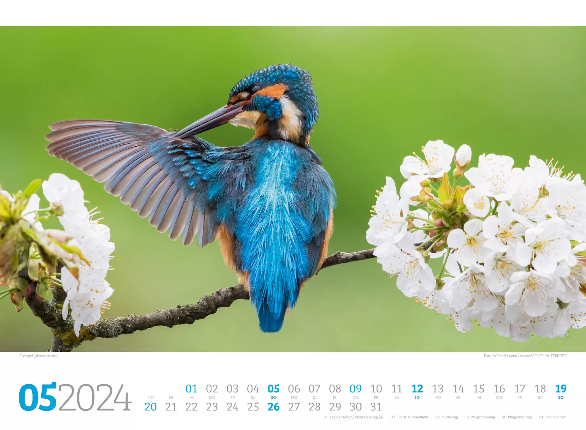 Ackermann Kalender Unsere Vogelwelt 2024 - Innenansicht 05