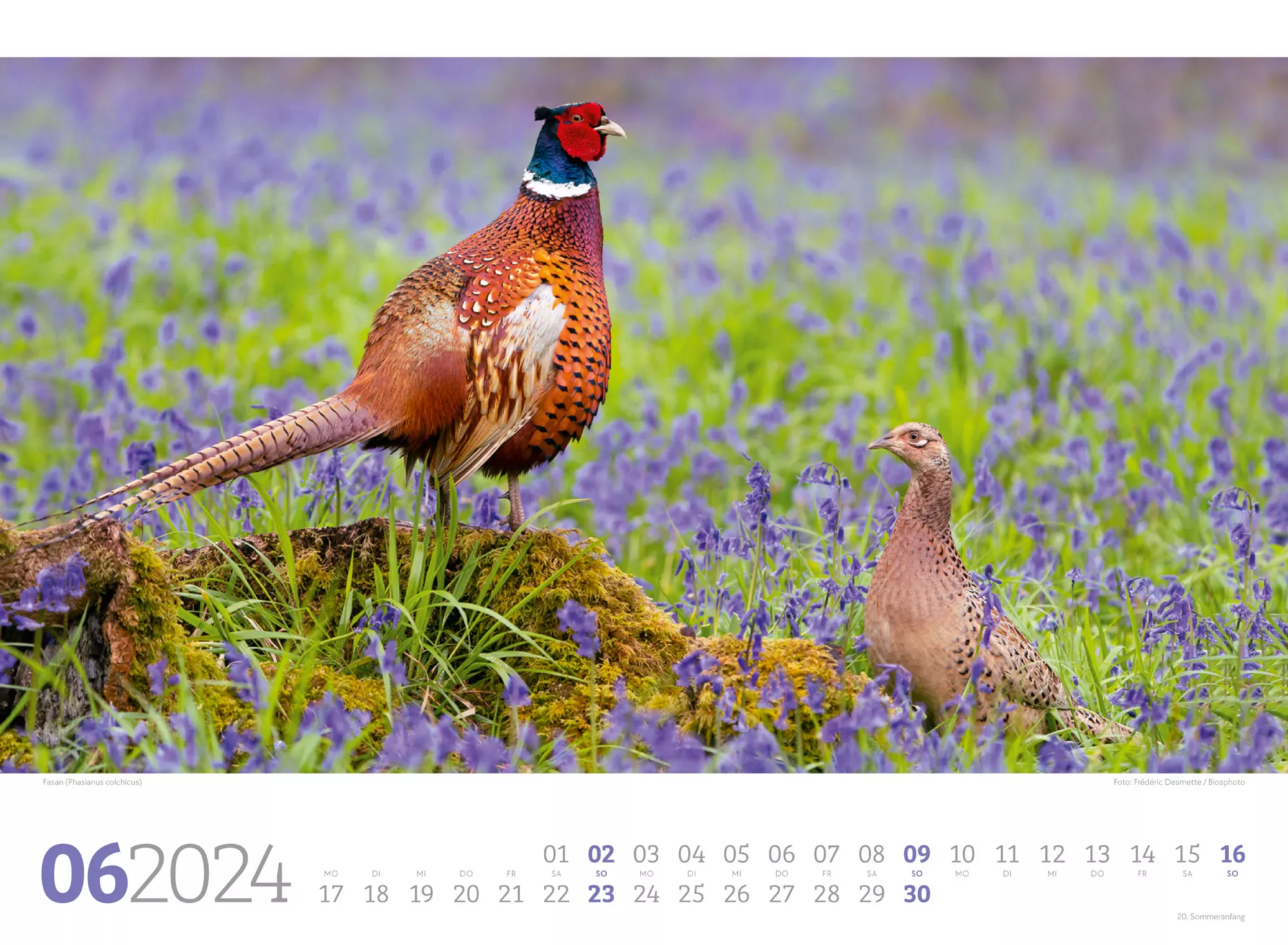 Ackermann Kalender Unsere Vogelwelt 2024 - Innenansicht 06