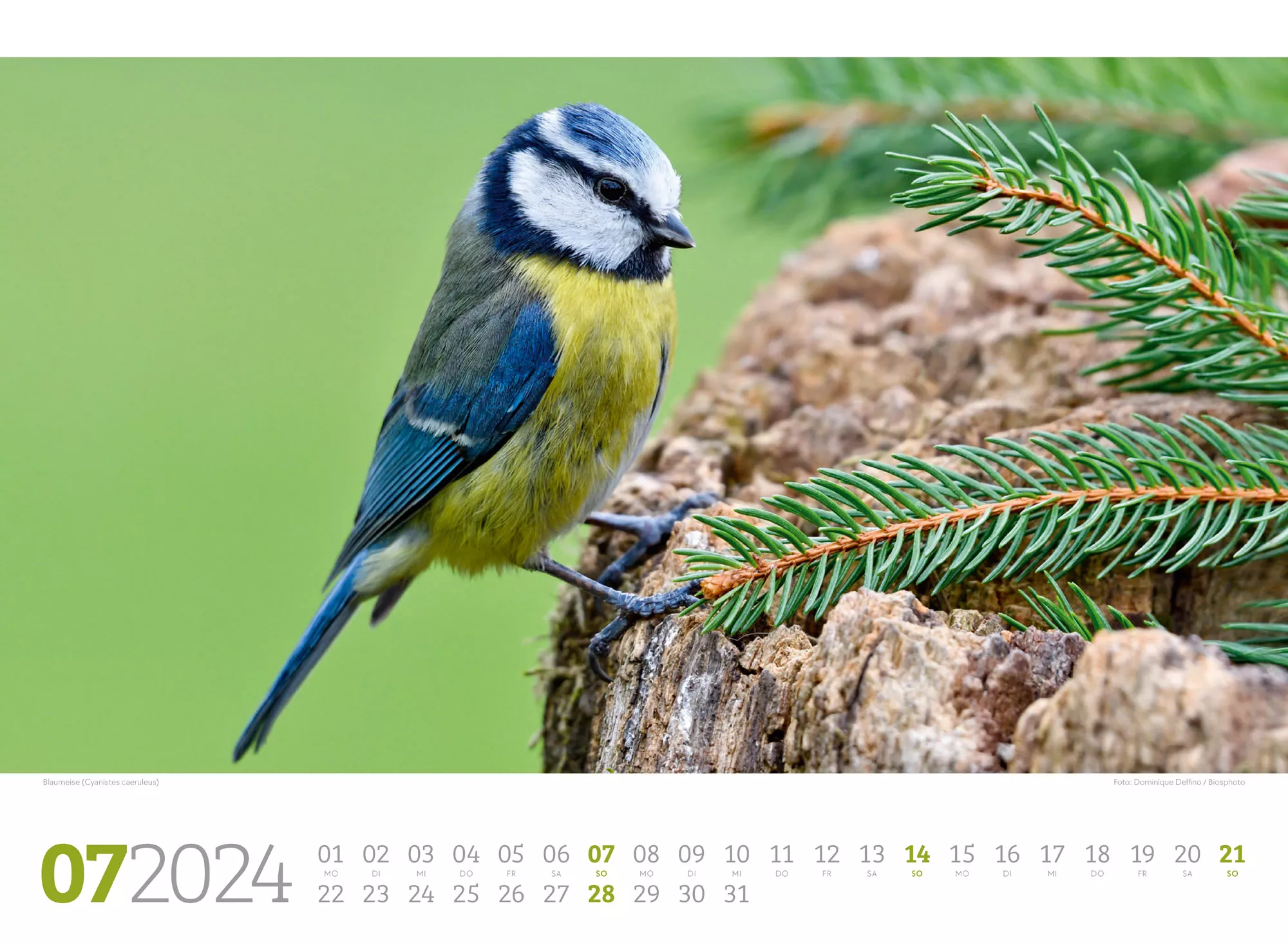 Ackermann Kalender Unsere Vogelwelt 2024 - Innenansicht 07