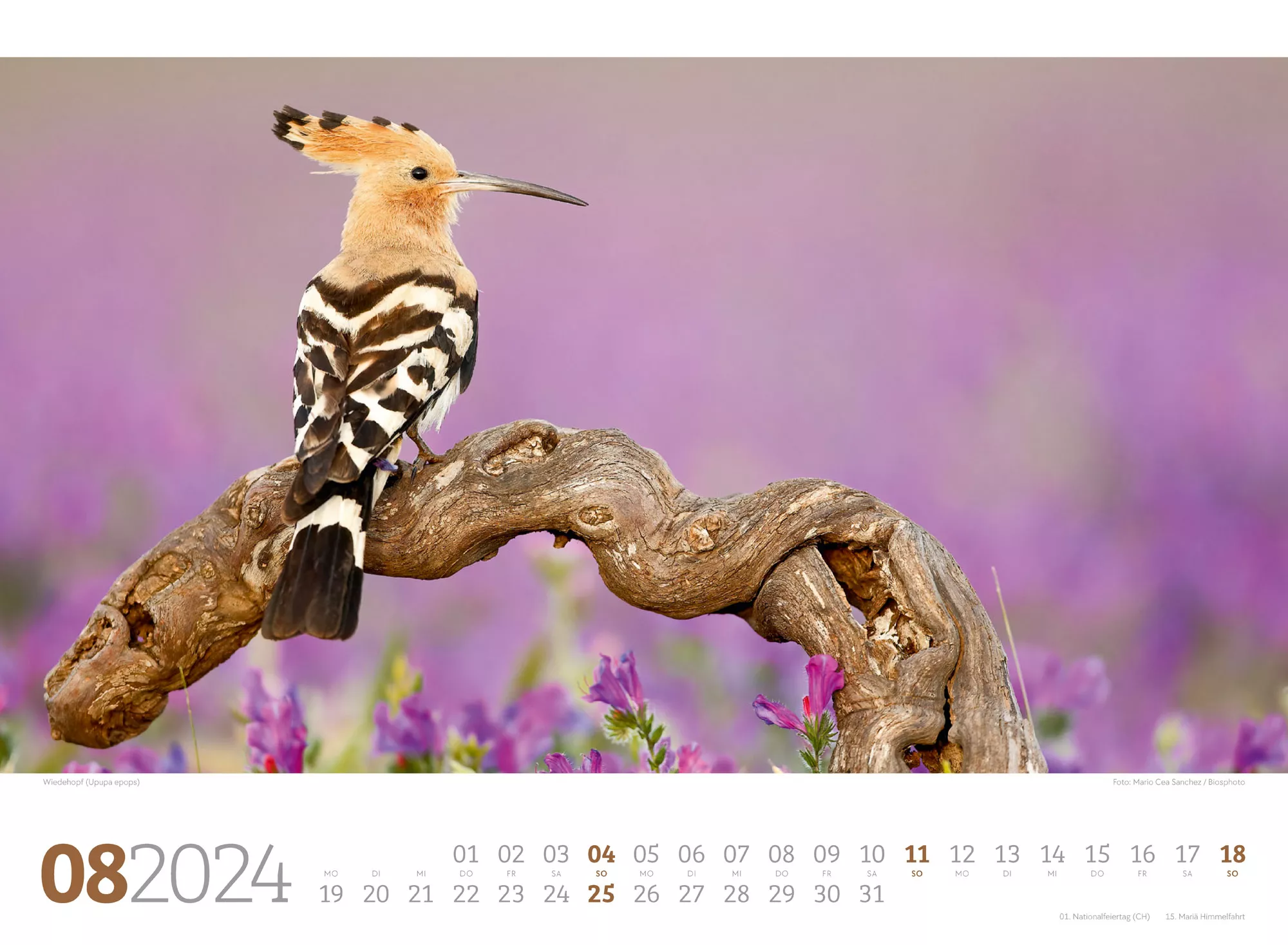 Ackermann Kalender Unsere Vogelwelt 2024 - Innenansicht 08