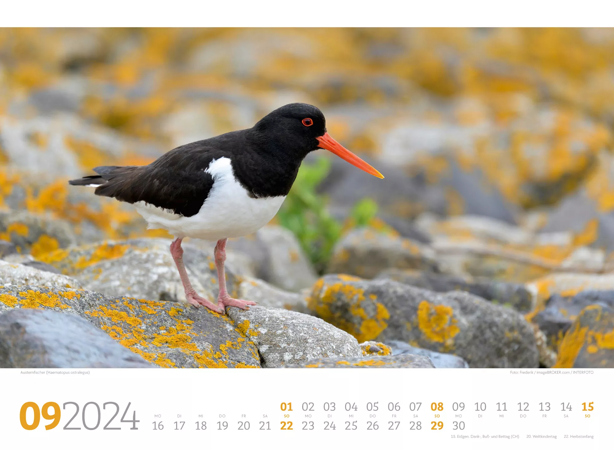 Ackermann Kalender Unsere Vogelwelt 2024 - Innenansicht 09