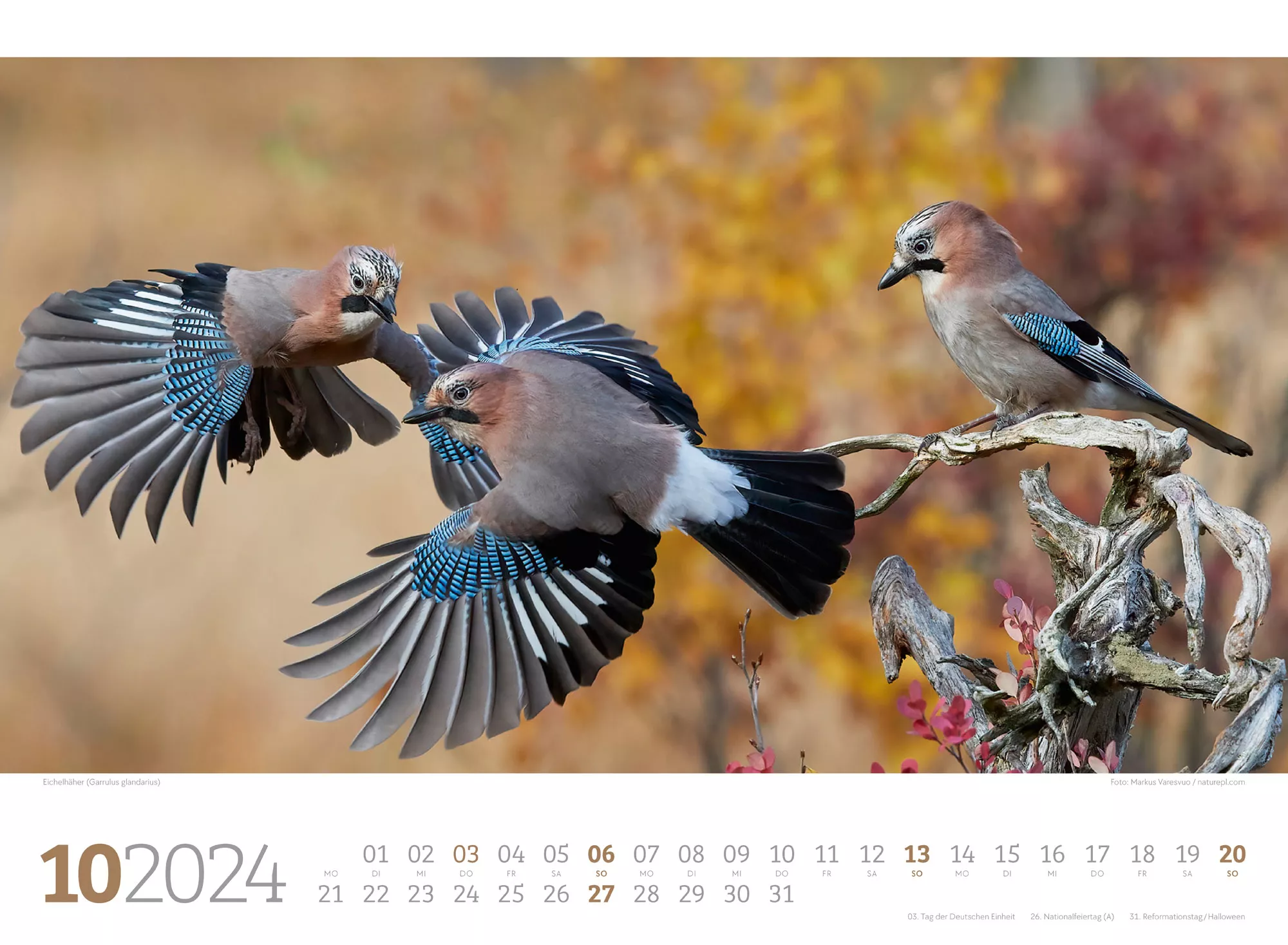 Ackermann Kalender Unsere Vogelwelt 2024 - Innenansicht 10