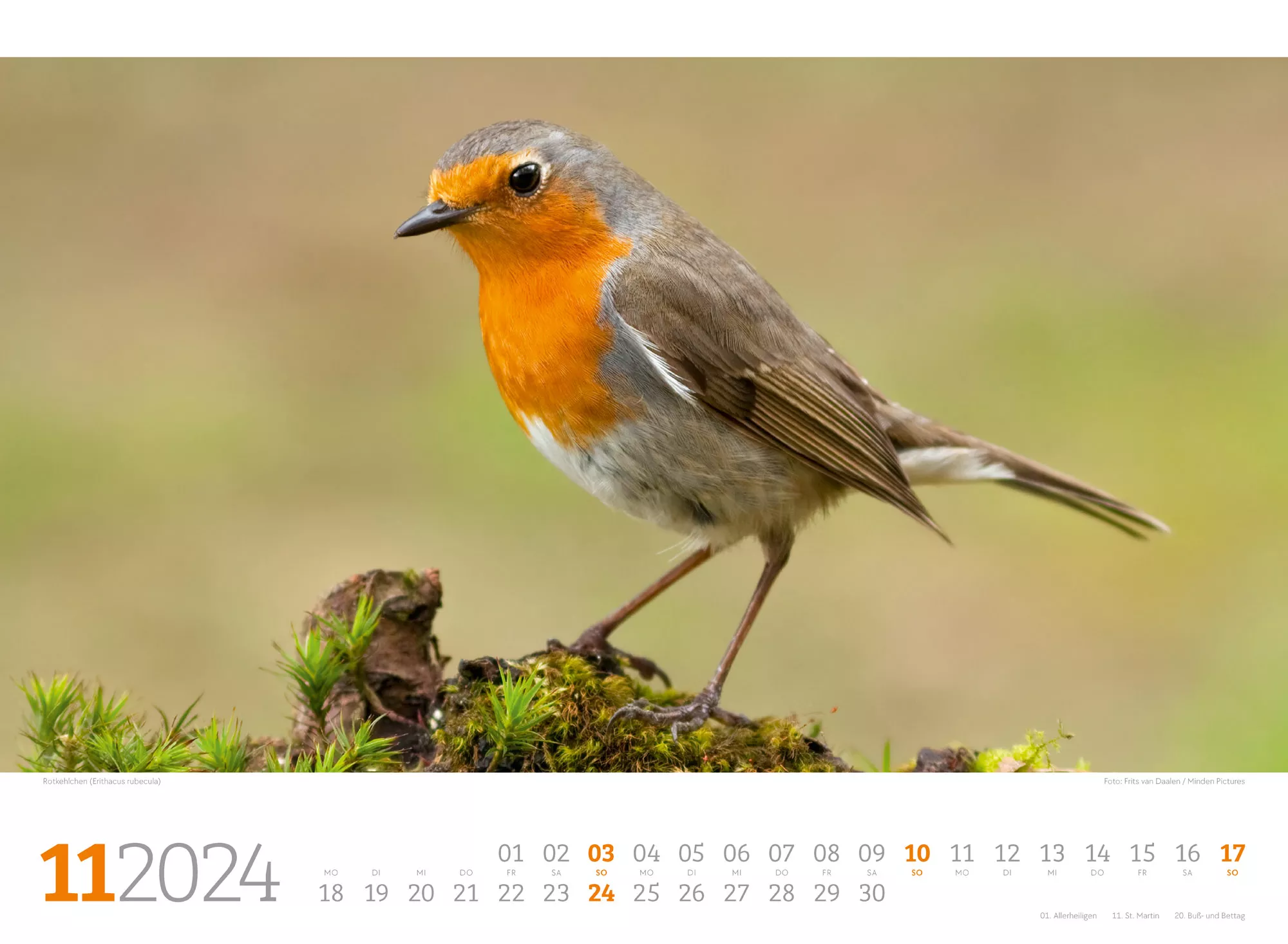 Ackermann Kalender Unsere Vogelwelt 2024 - Innenansicht 11