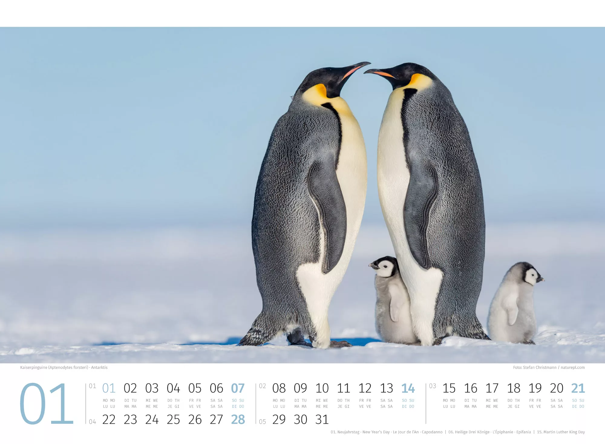 Ackermann Kalender Pinguine 2024 - Innenansicht 01