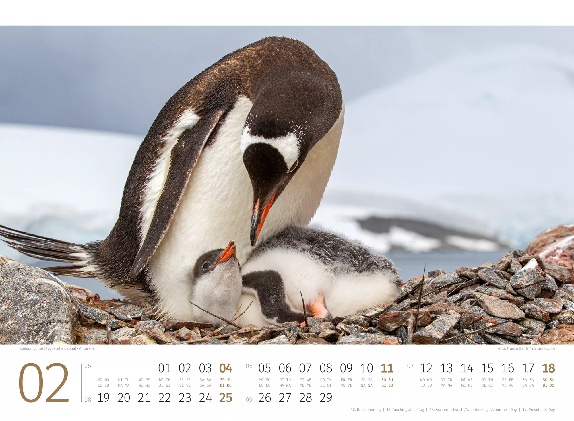 Ackermann Kalender Pinguine 2024 - Innenansicht 02