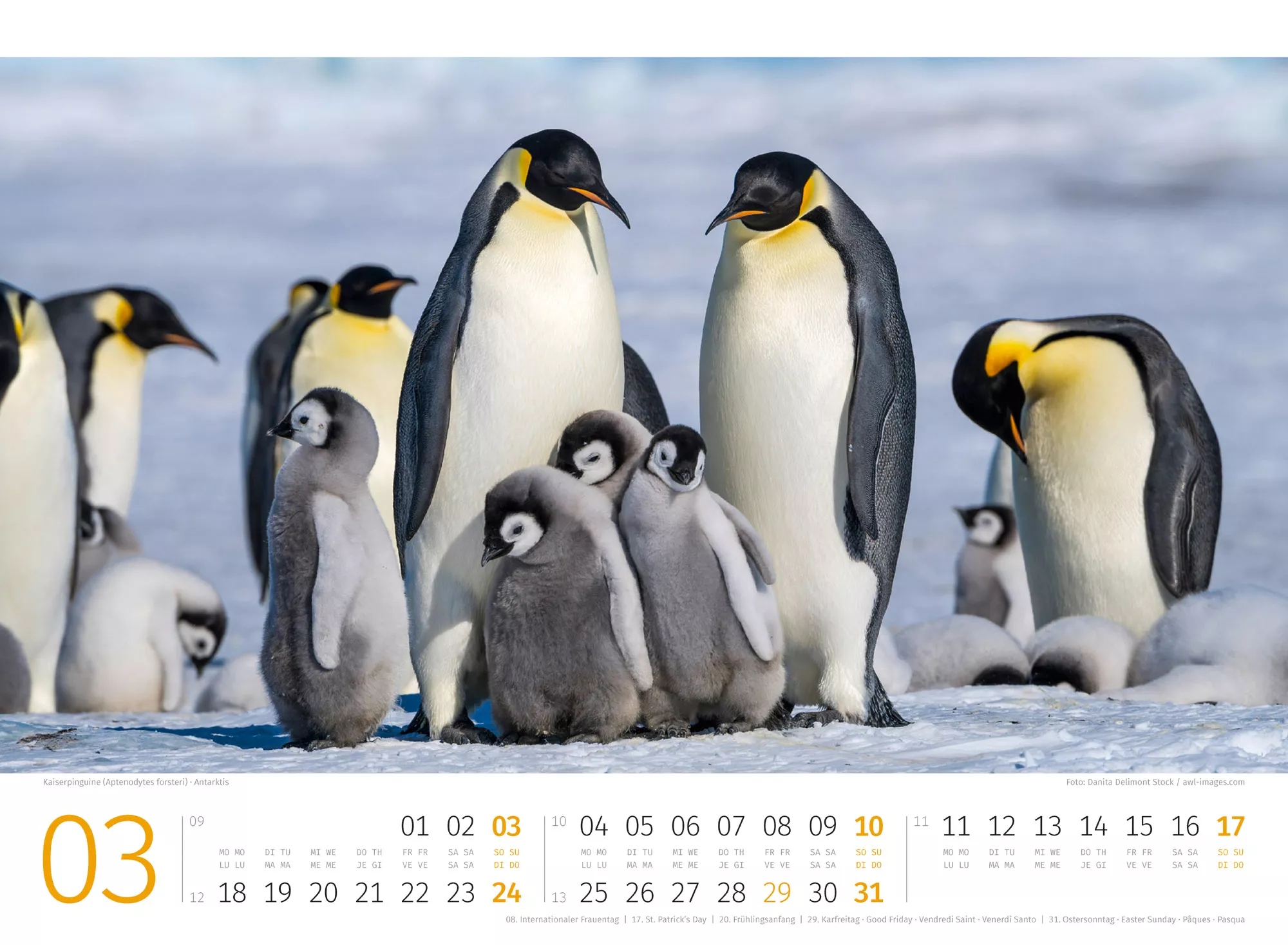 Ackermann Kalender Pinguine 2024 - Innenansicht 03