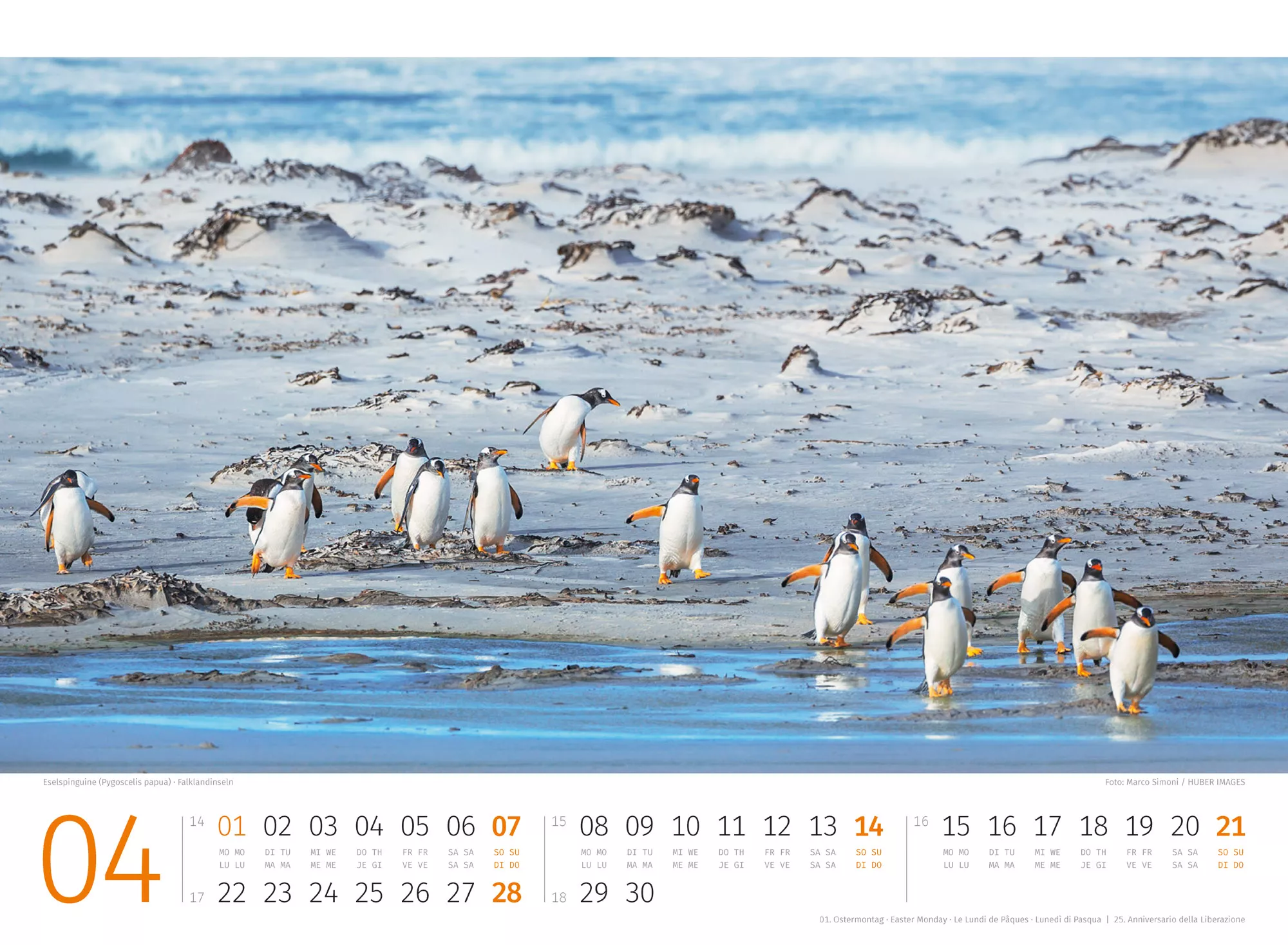 Ackermann Kalender Pinguine 2024 - Innenansicht 04