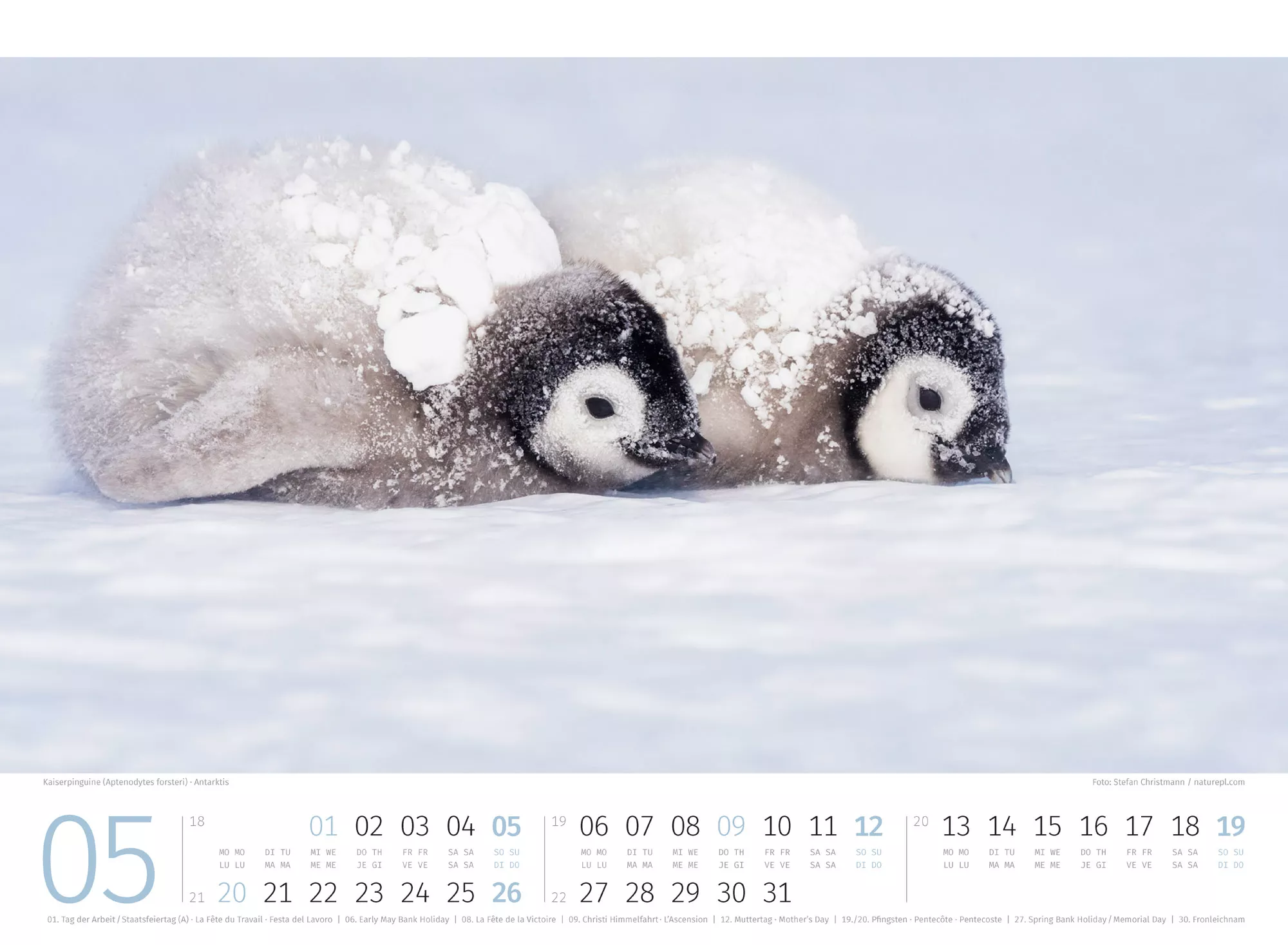 Ackermann Kalender Pinguine 2024 - Innenansicht 05