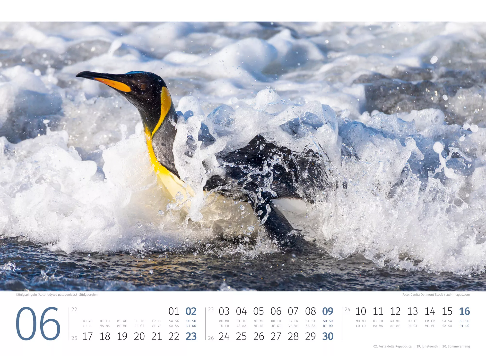 Ackermann Kalender Pinguine 2024 - Innenansicht 06