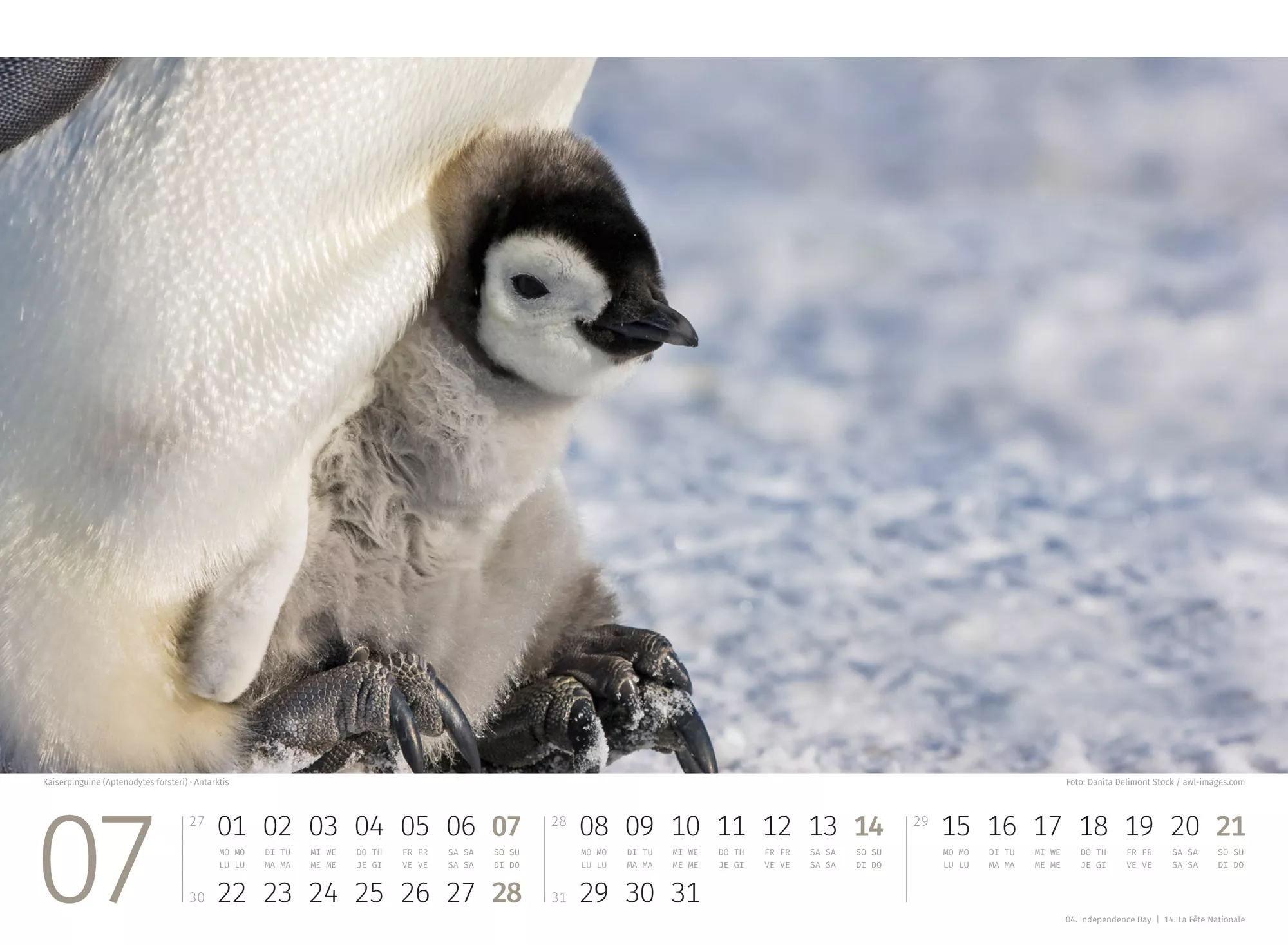 Ackermann Kalender Pinguine 2024 - Innenansicht 07