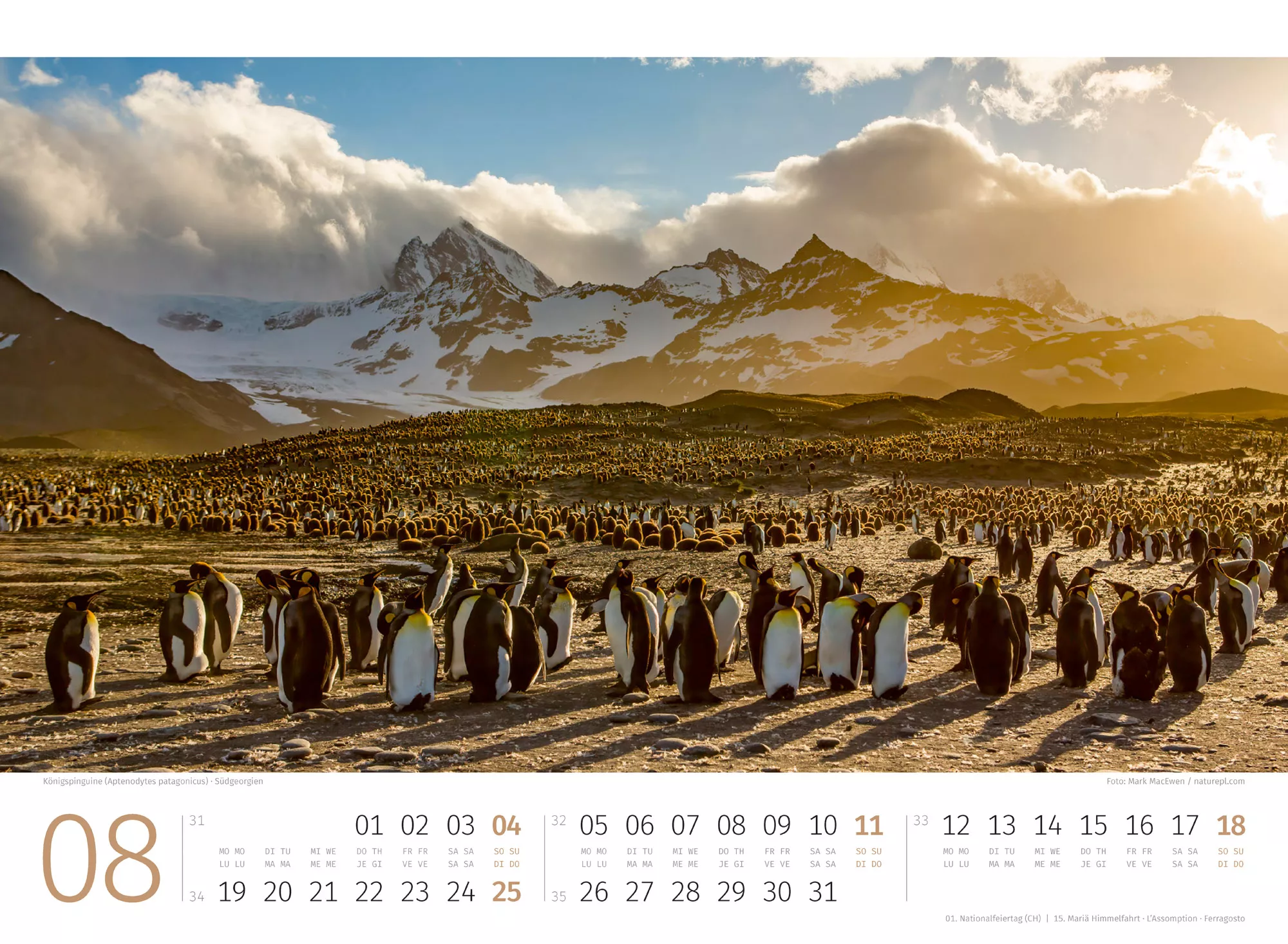 Ackermann Kalender Pinguine 2024 - Innenansicht 08