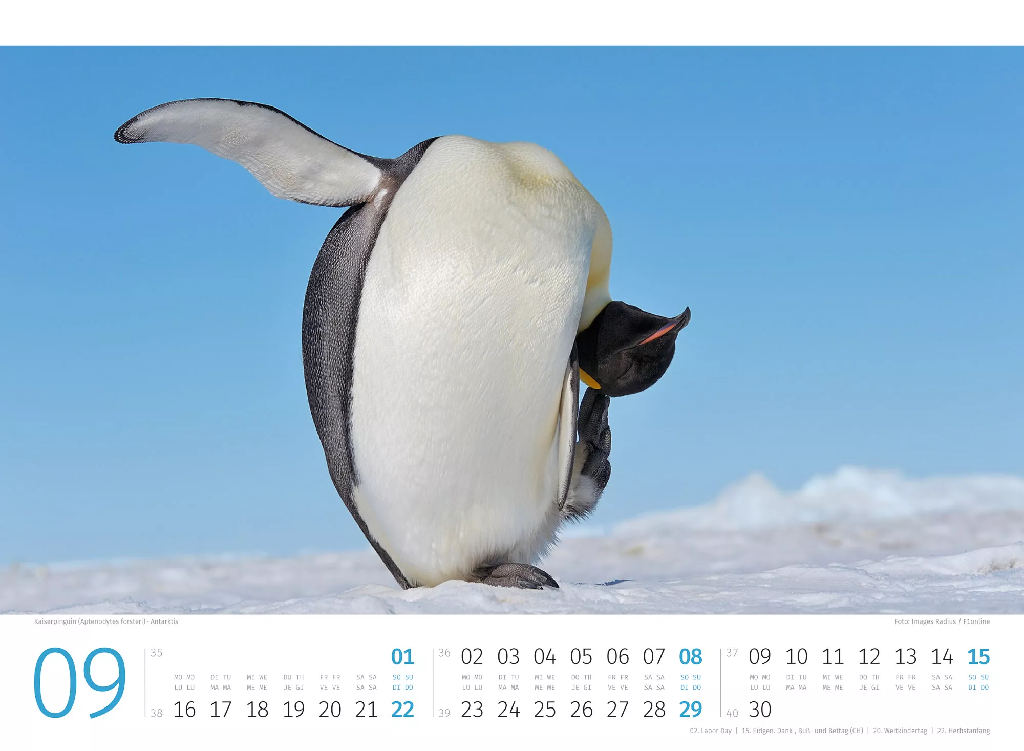 Ackermann Kalender Pinguine 2024 - Innenansicht 09