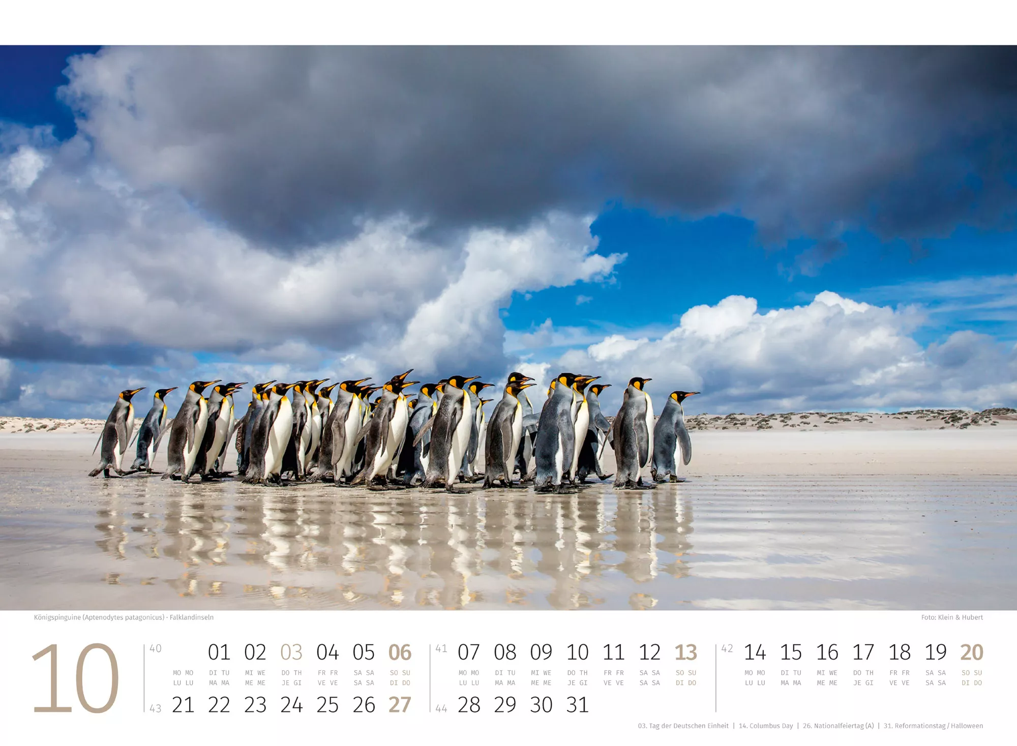 Ackermann Kalender Pinguine 2024 - Innenansicht 10