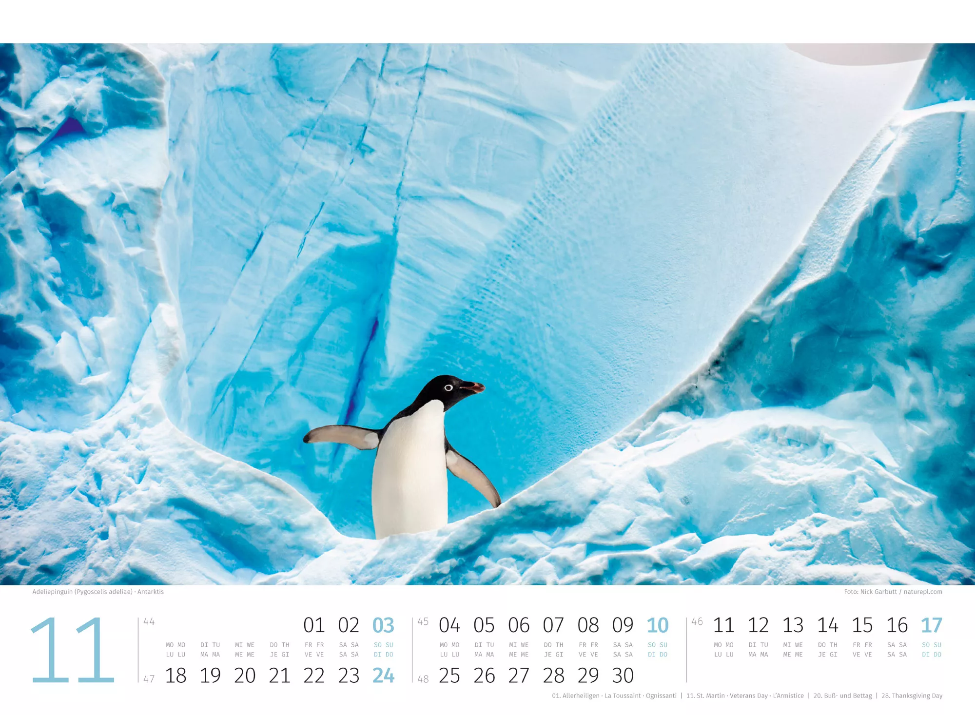 Ackermann Kalender Pinguine 2024 - Innenansicht 11