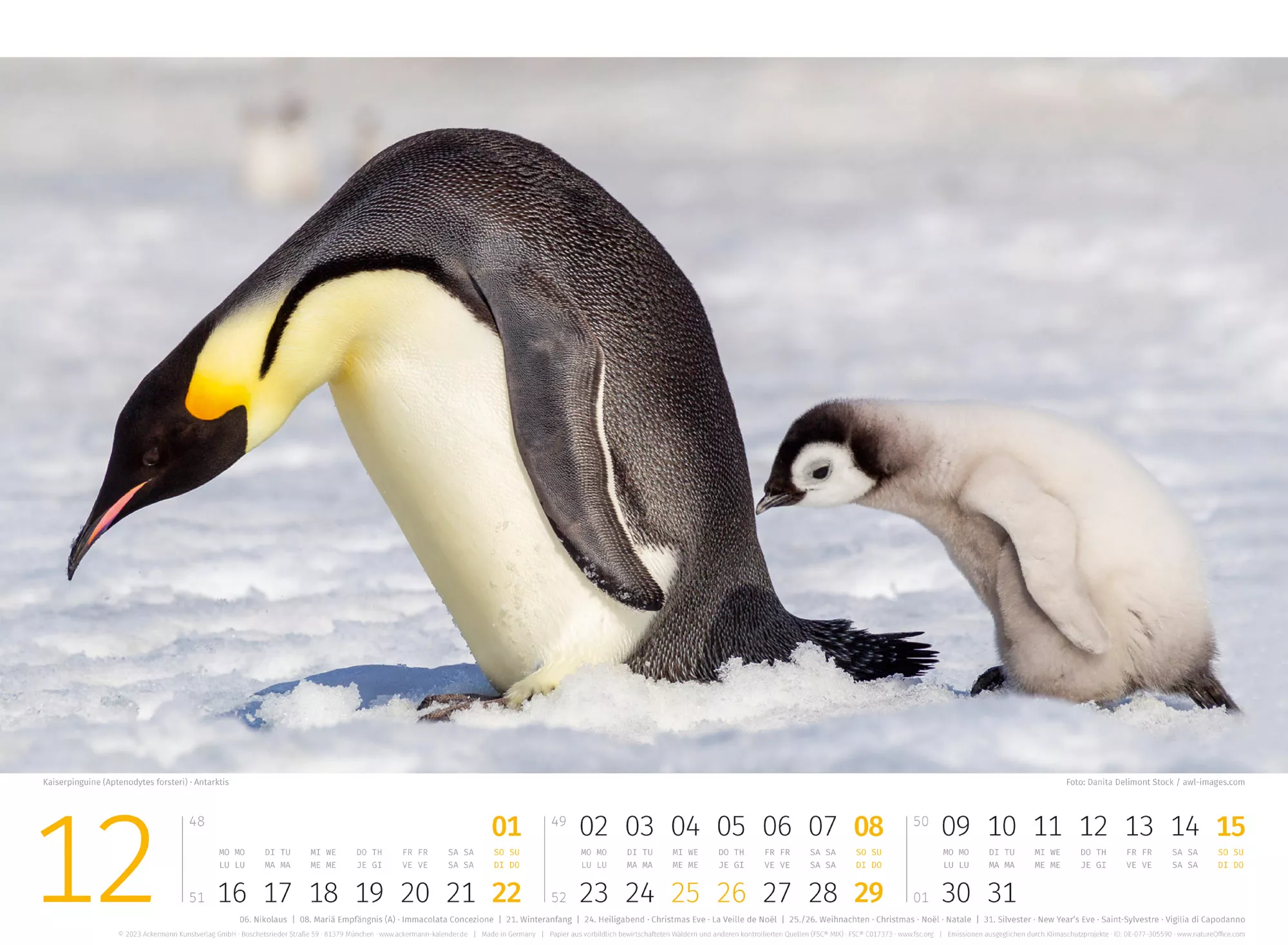 Ackermann Kalender Pinguine 2024 - Innenansicht 12