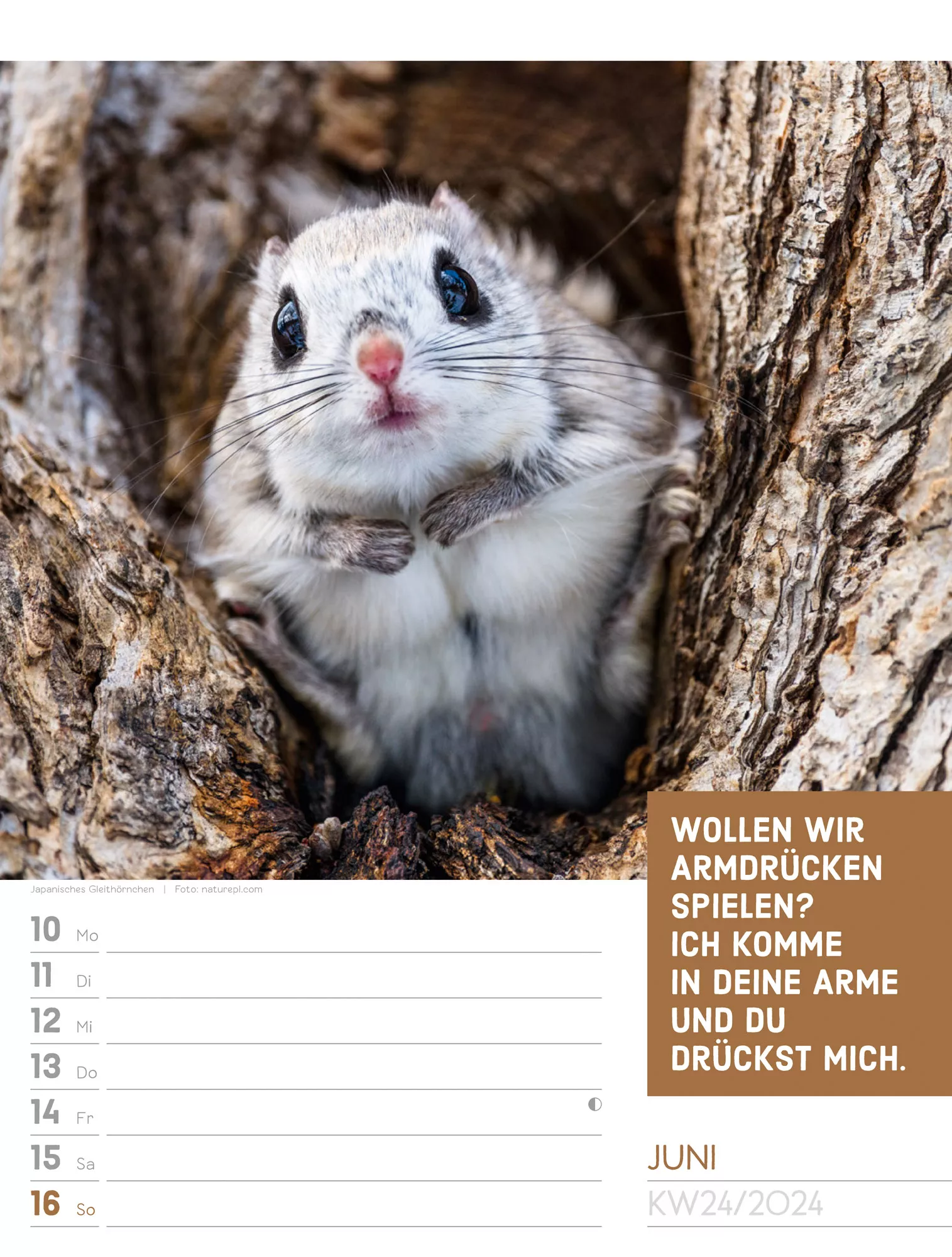 Ackermann Kalender Tierisch! - Wochenplaner 2024 - Innenansicht 27