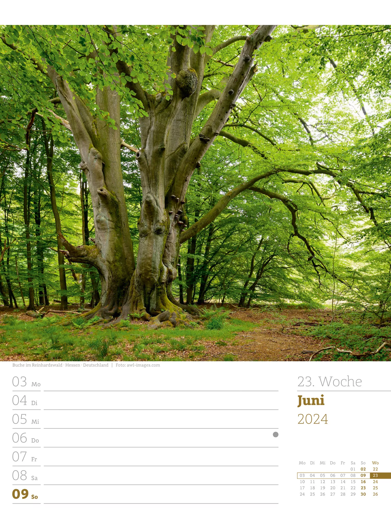 Ackermann Kalender Unser Wald - Wochenplaner 2024 - Innenansicht 26