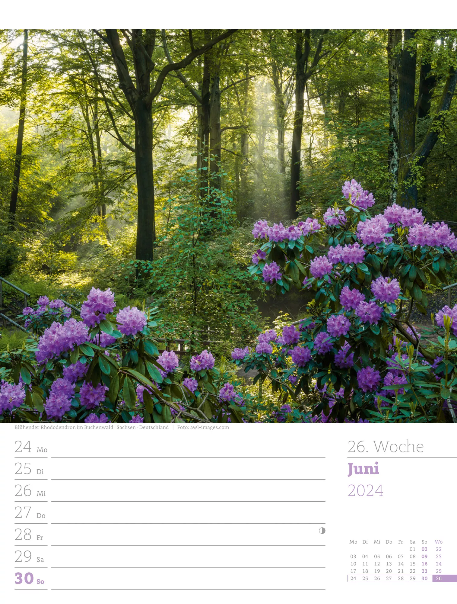 Ackermann Kalender Unser Wald - Wochenplaner 2024 - Innenansicht 29