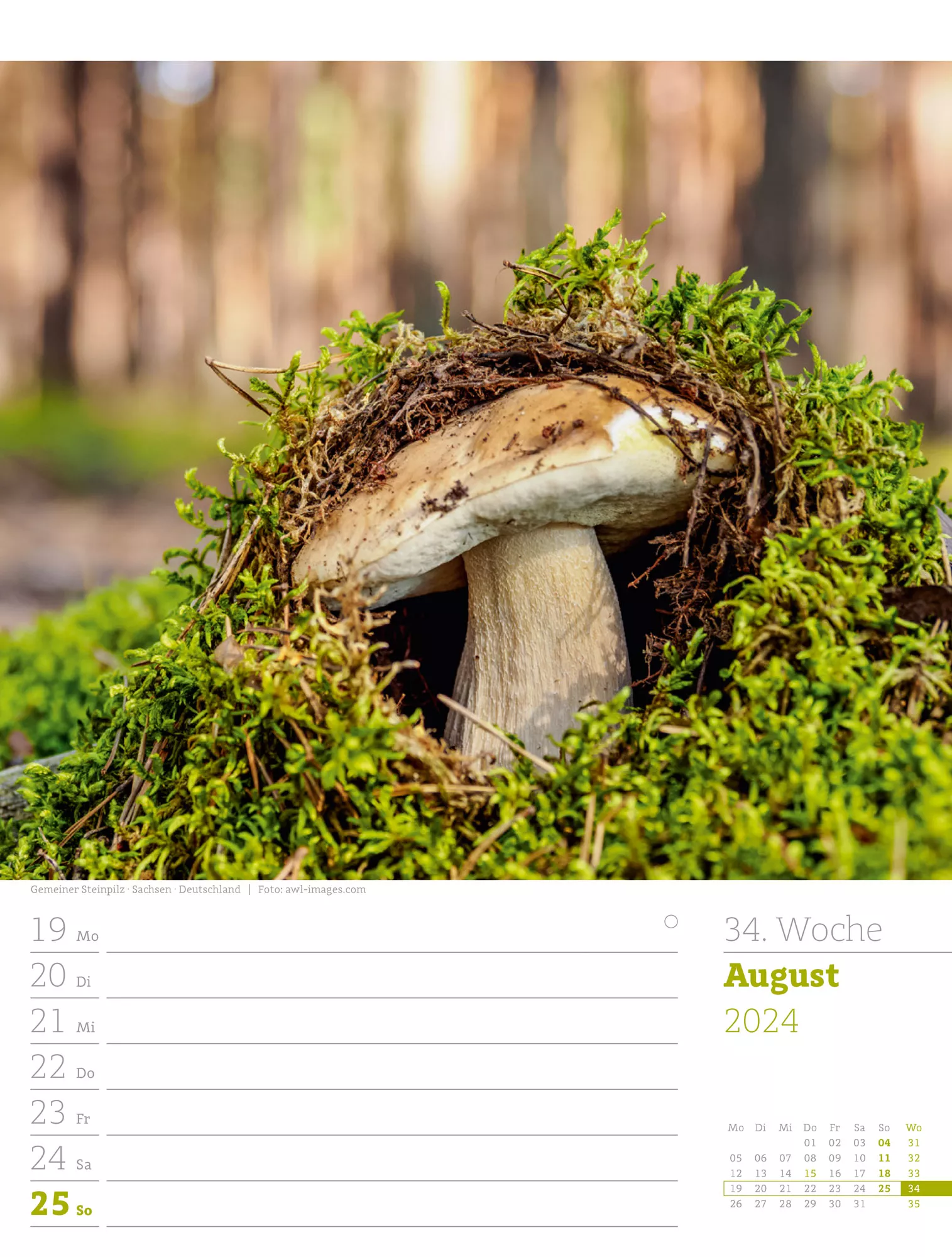 Ackermann Kalender Unser Wald - Wochenplaner 2024 - Innenansicht 37