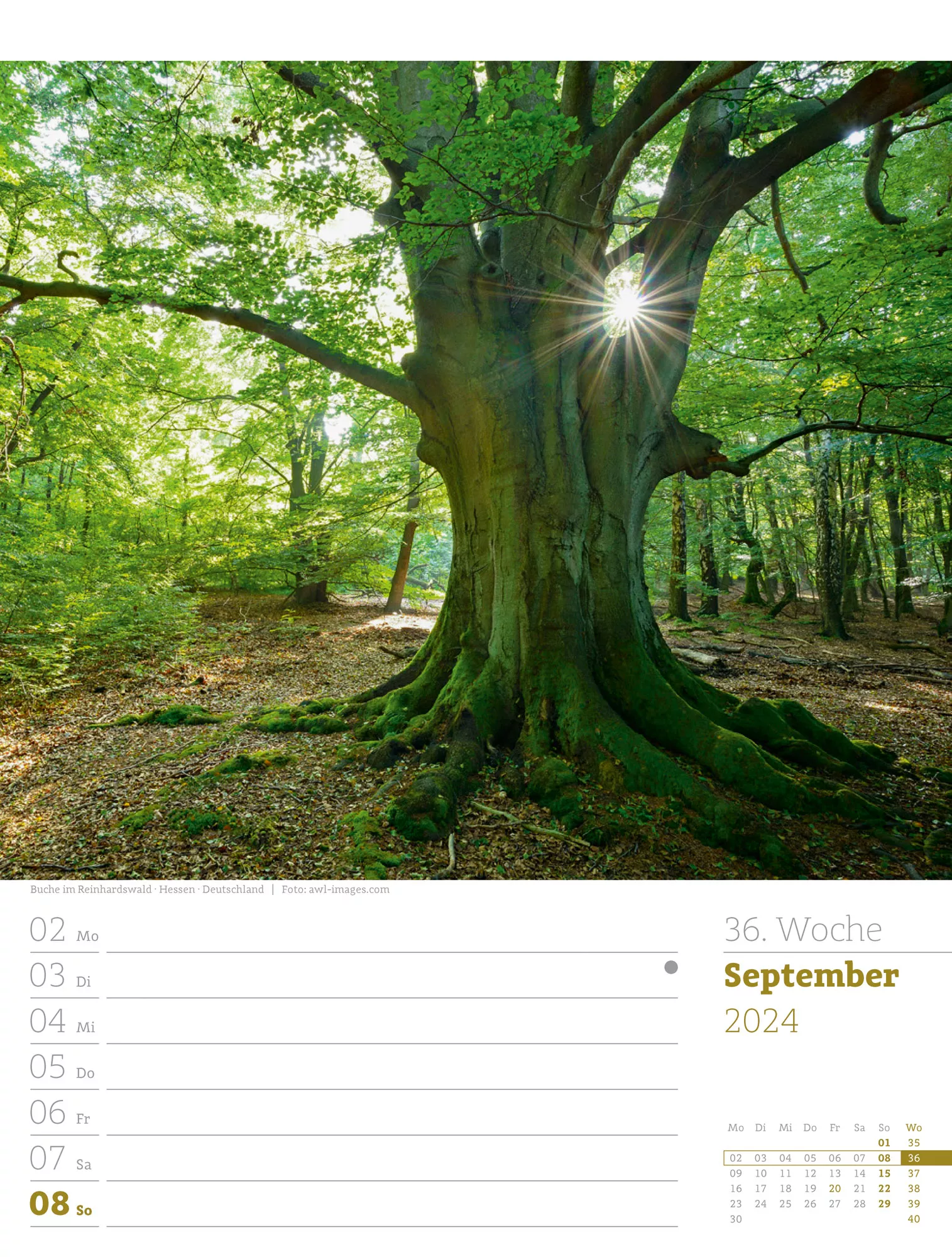 Ackermann Kalender Unser Wald - Wochenplaner 2024 - Innenansicht 39