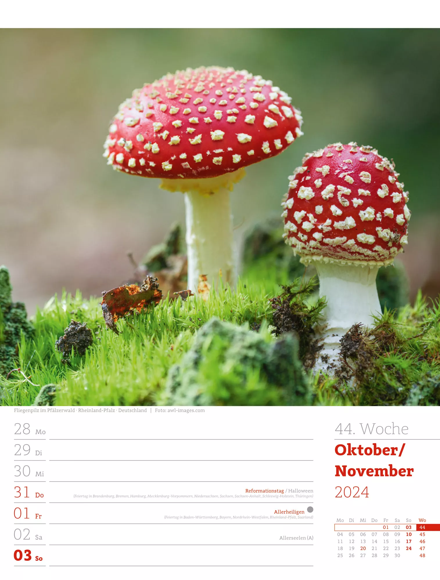 Ackermann Kalender Unser Wald - Wochenplaner 2024 - Innenansicht 47